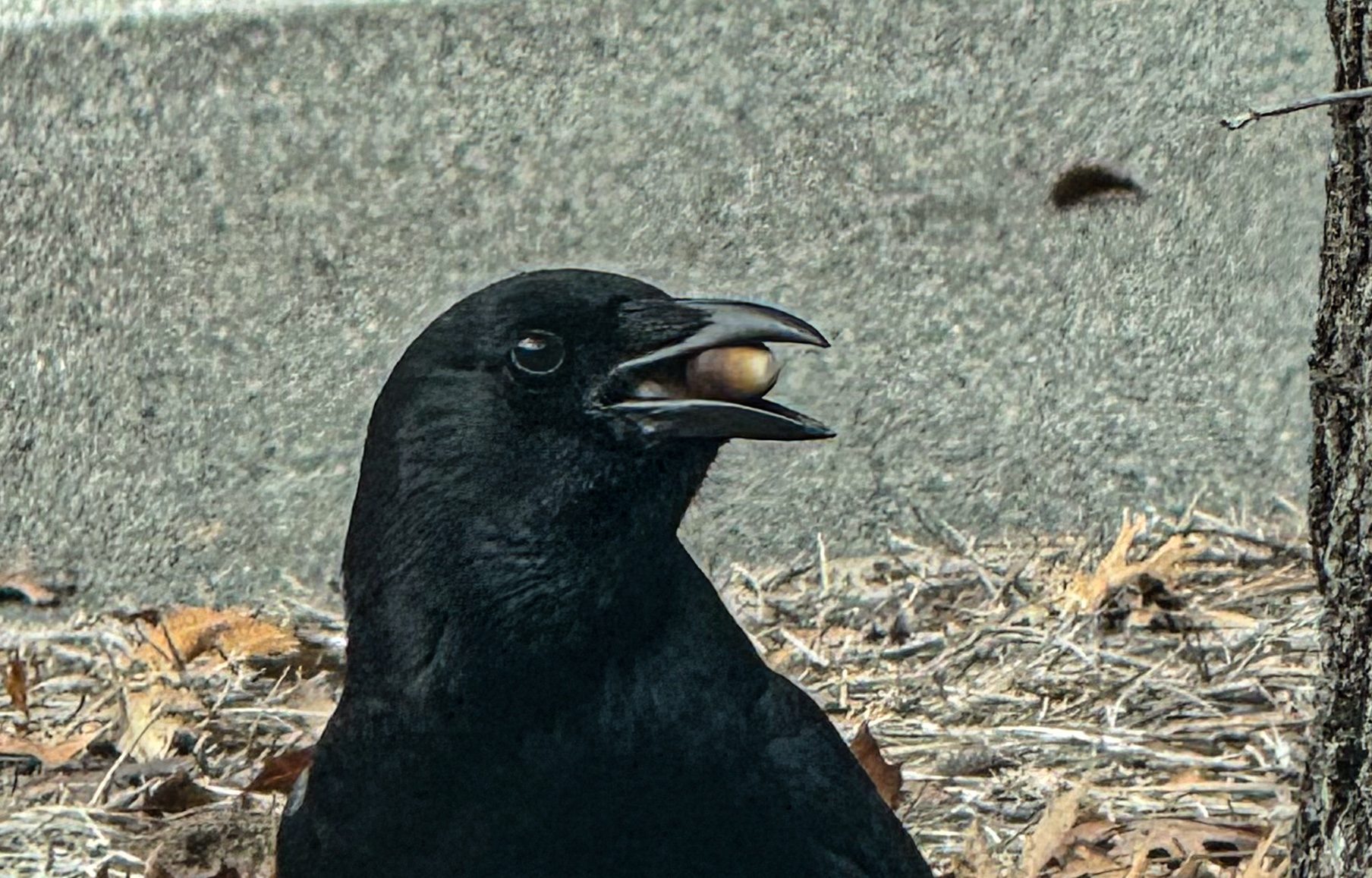 Blackbird and Acorn