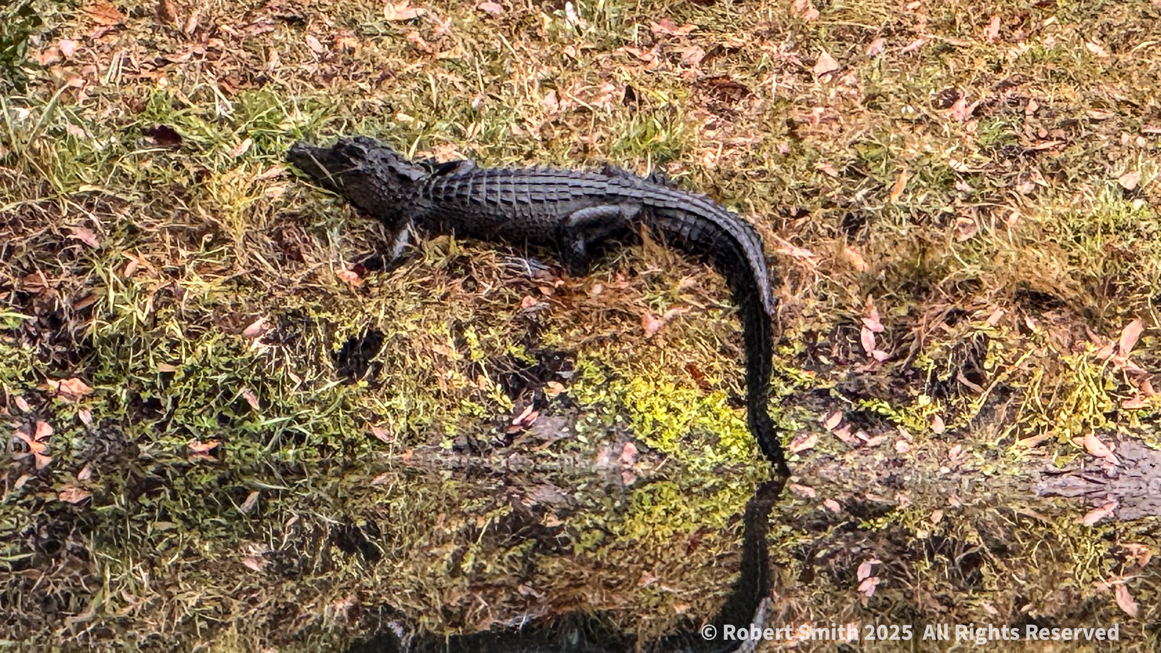 Gator and Pond on Lake Street