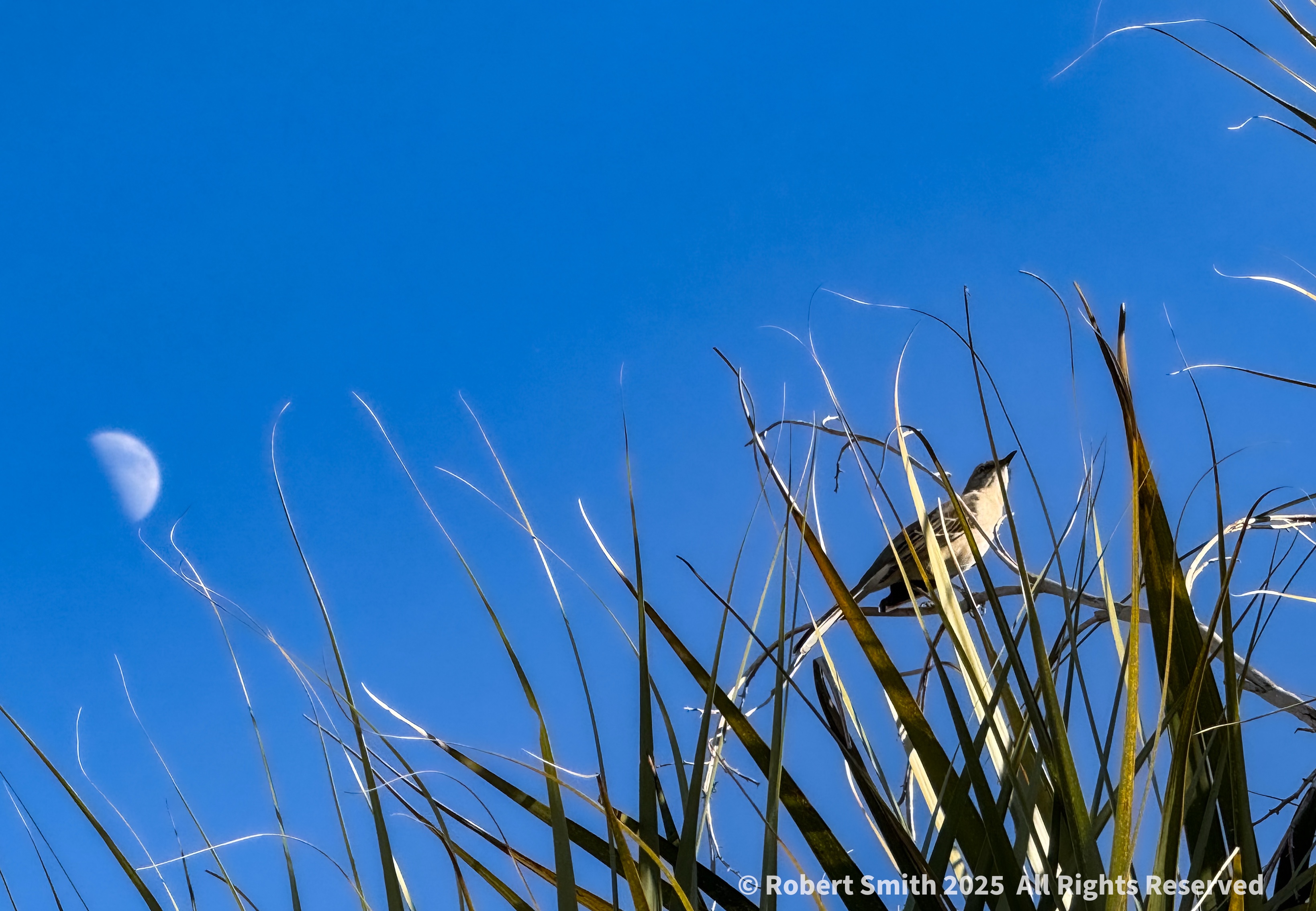 Northern Mockingbird and the Moon