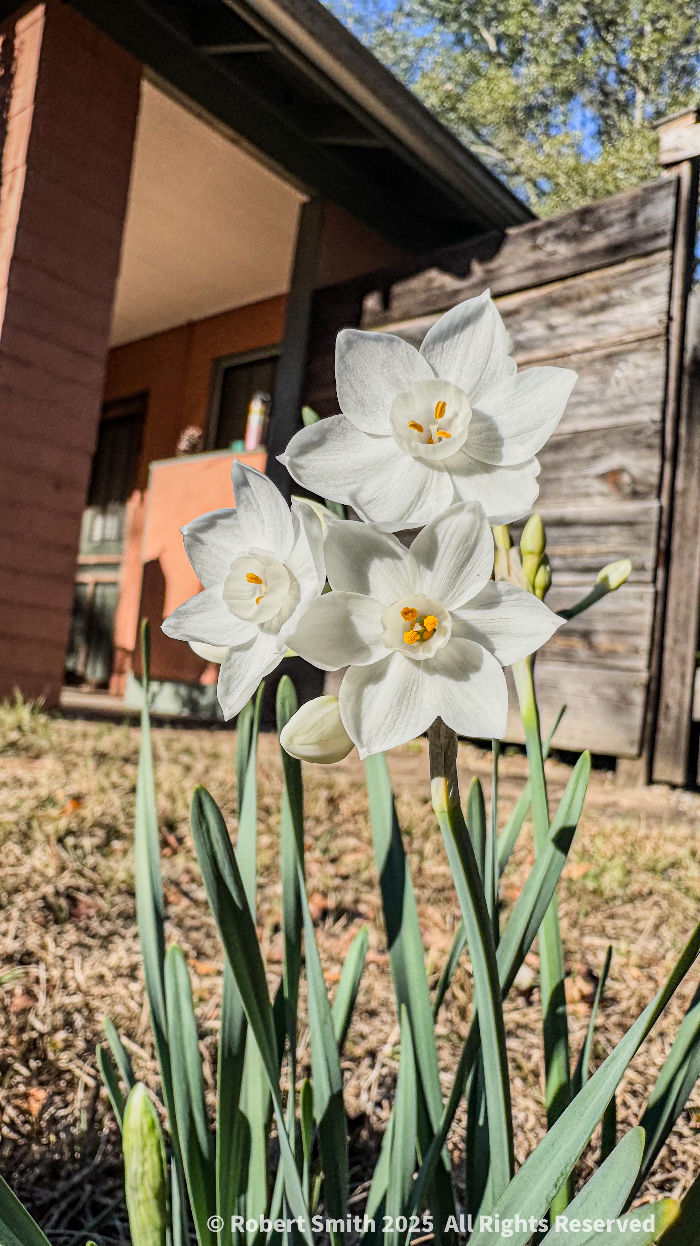 Your Flowers by Day 2026: Week 1