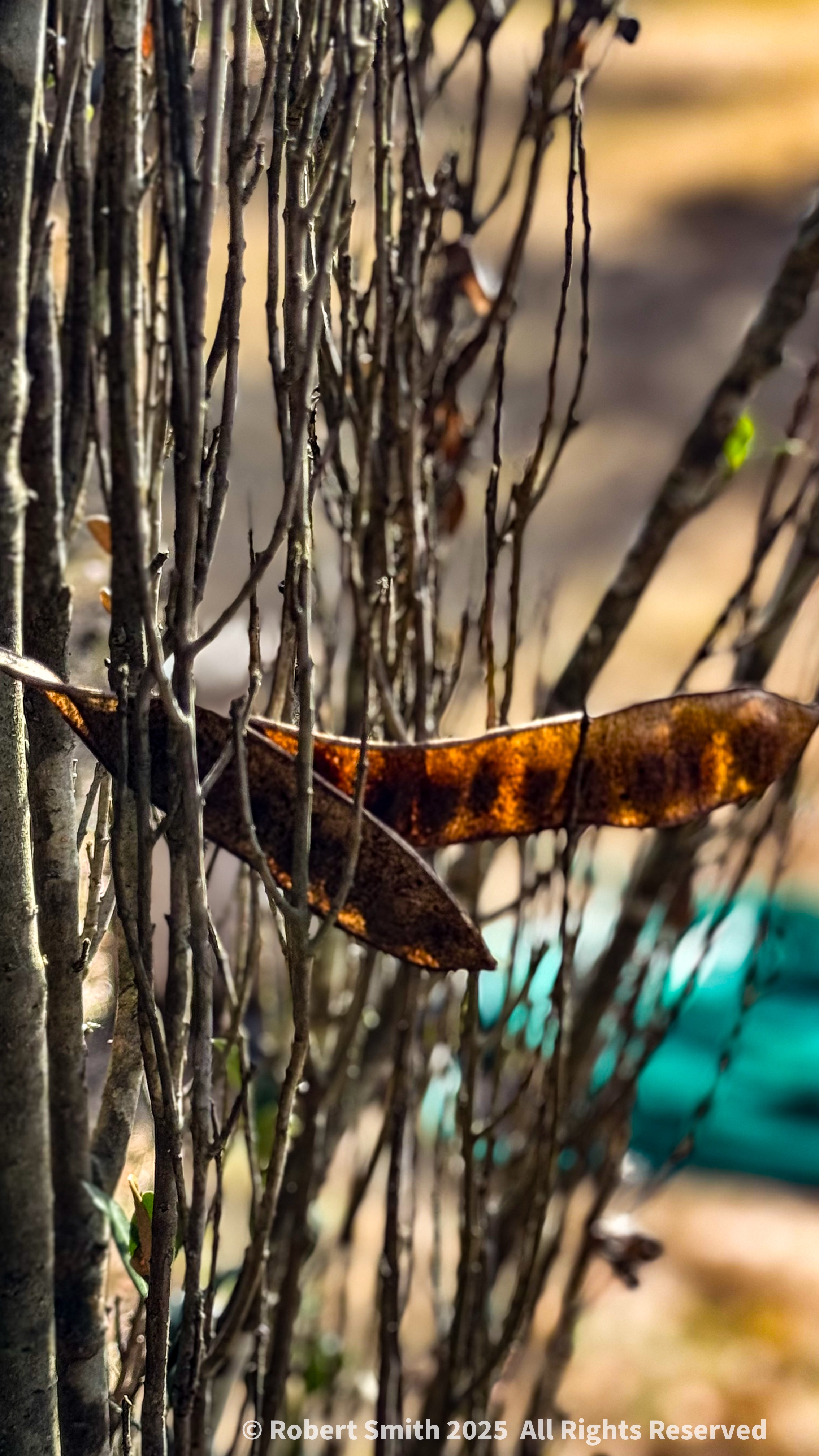 Pod Caught in Bush