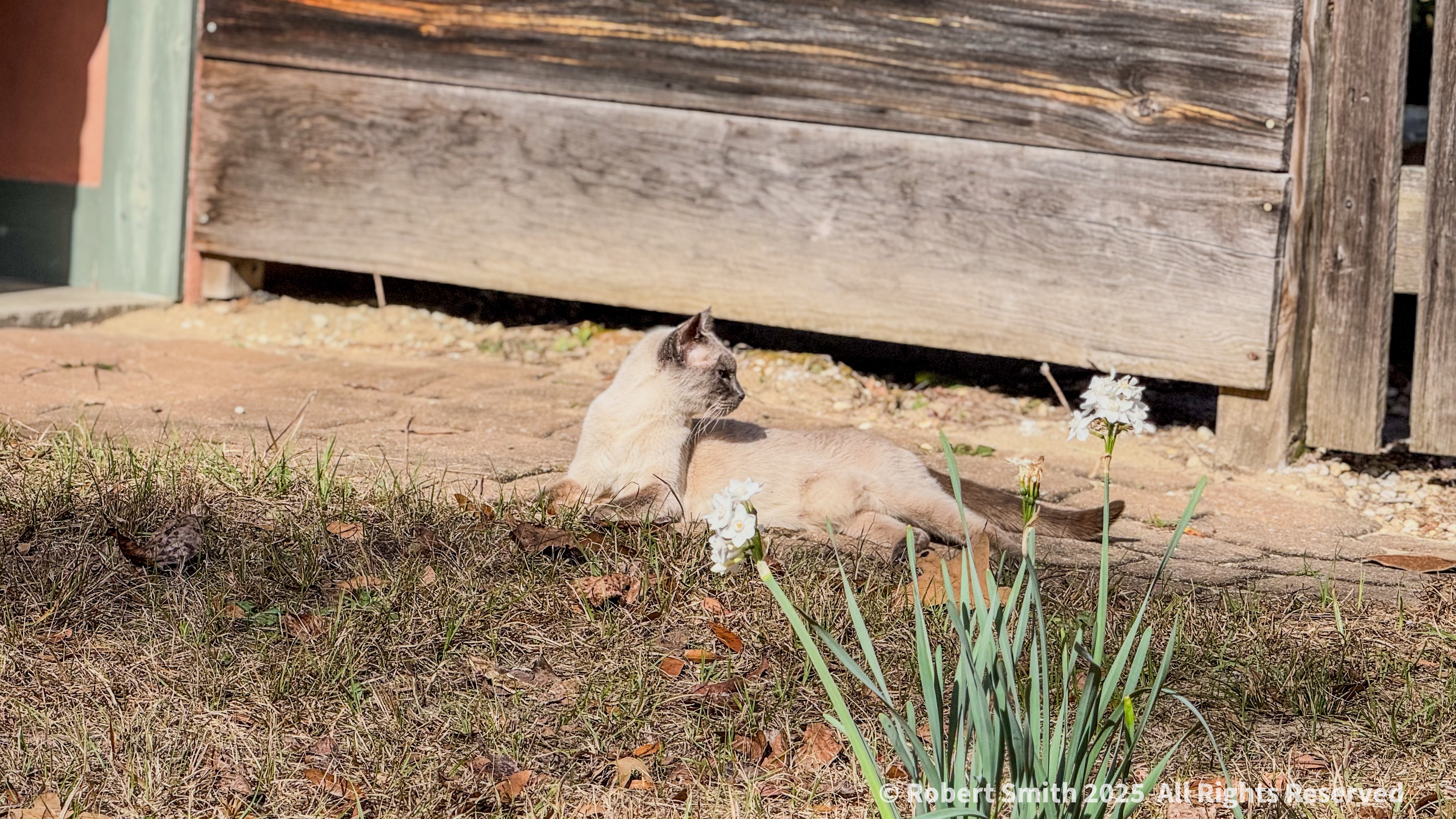 Benny: Cat in the Country