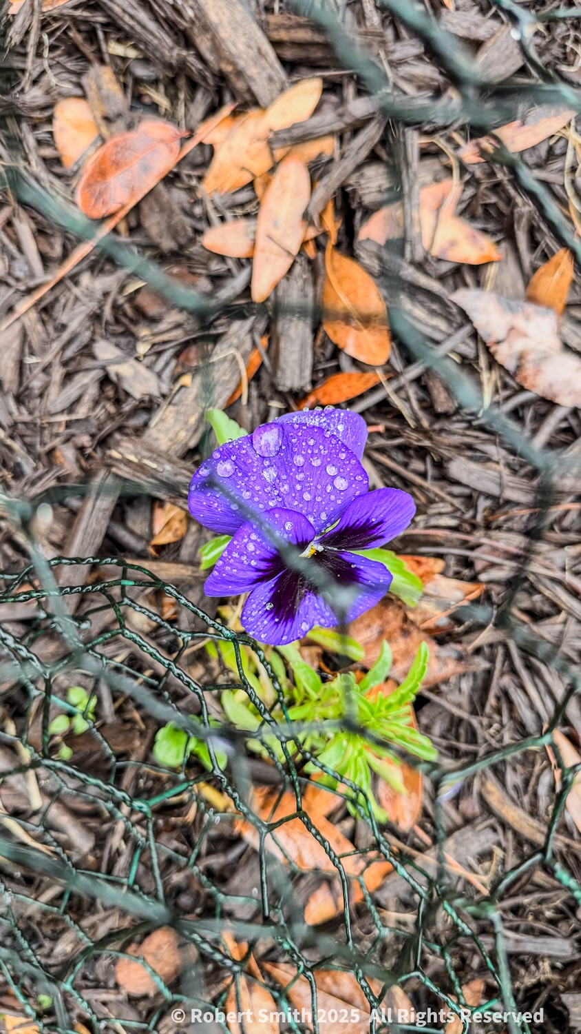 Your Flowers by Day 2026: Week 6