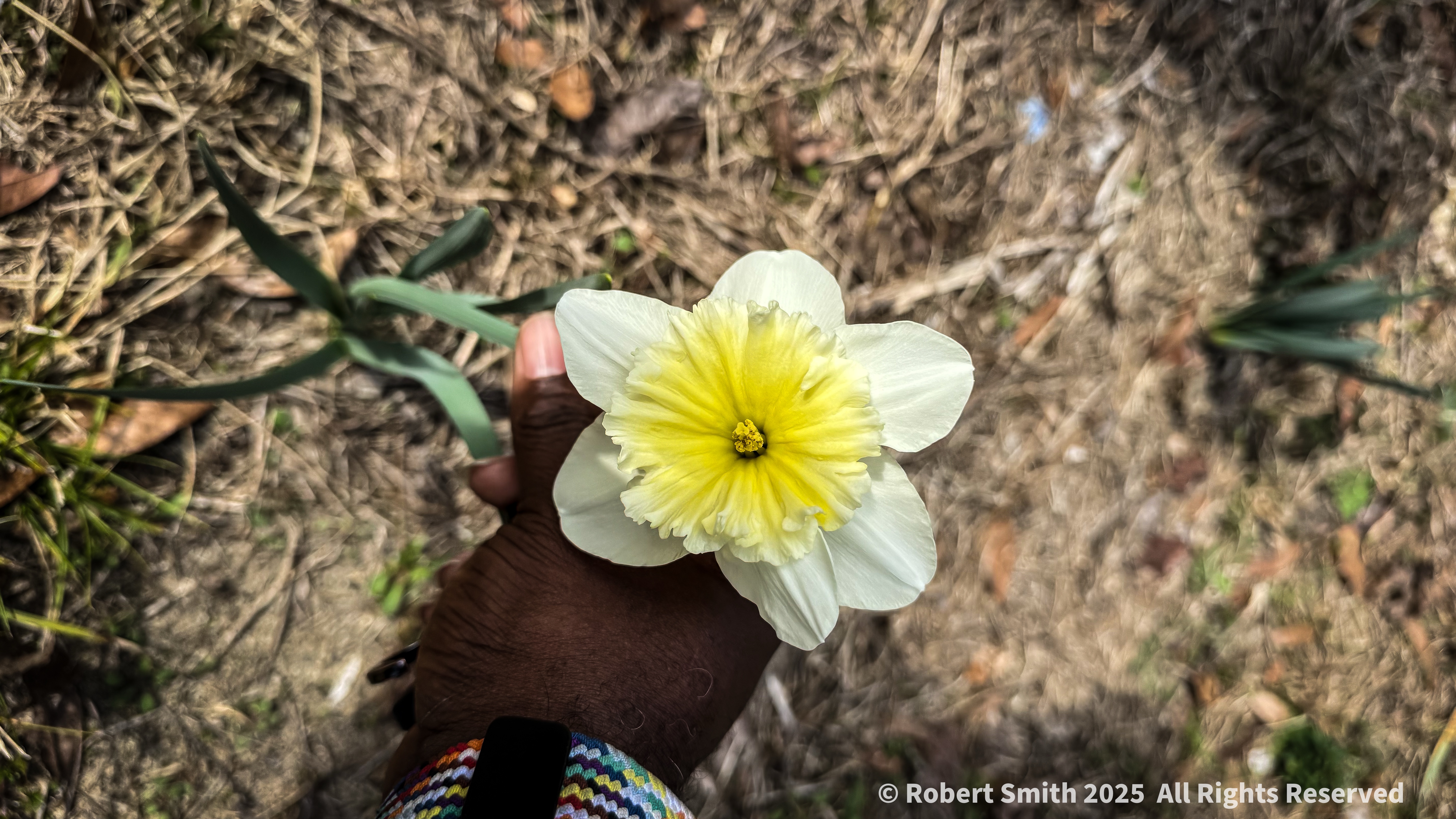Sunday Flowers: Lonely Daffodil