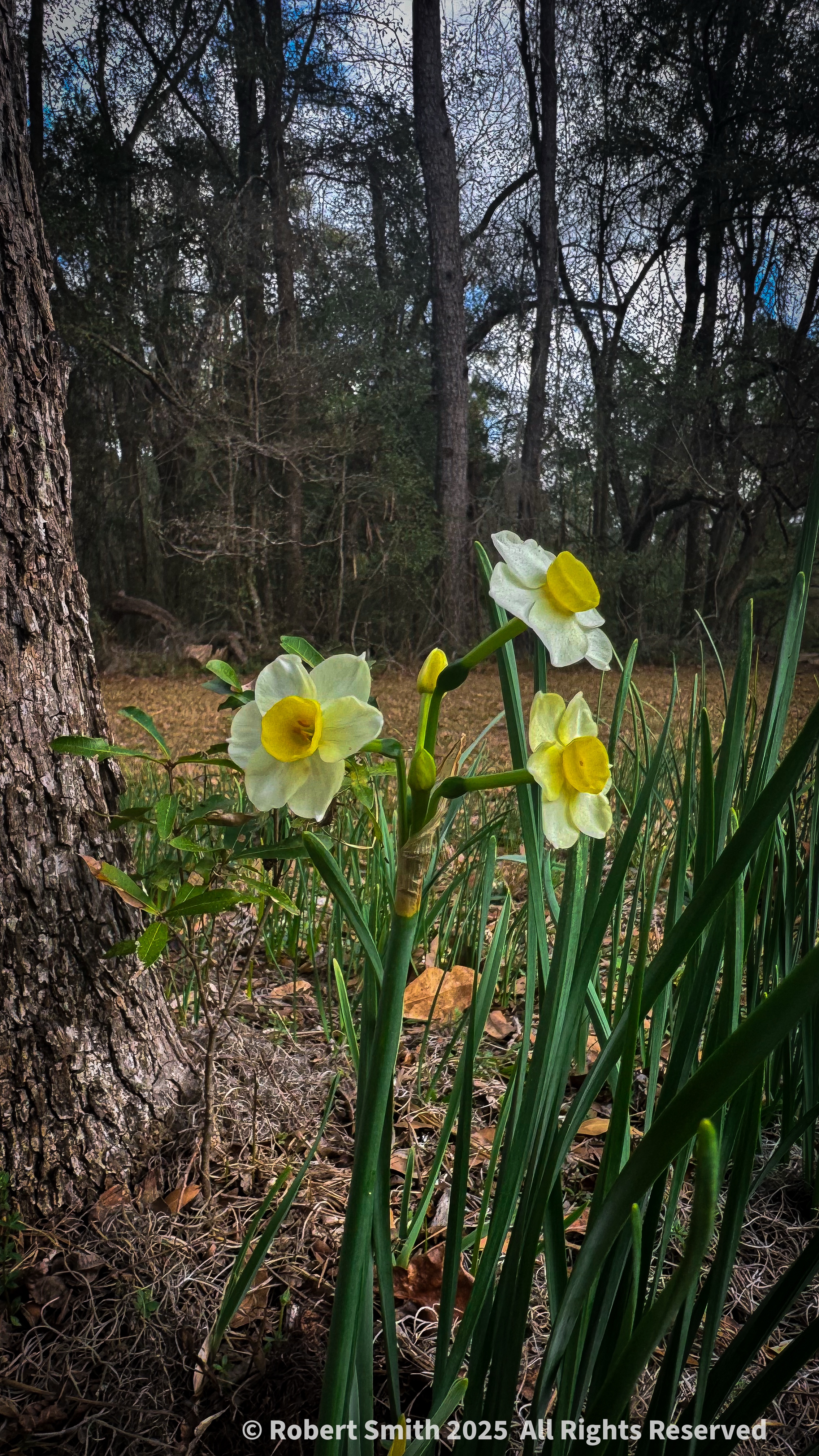 Your Flowers by Day 2026: Week 10