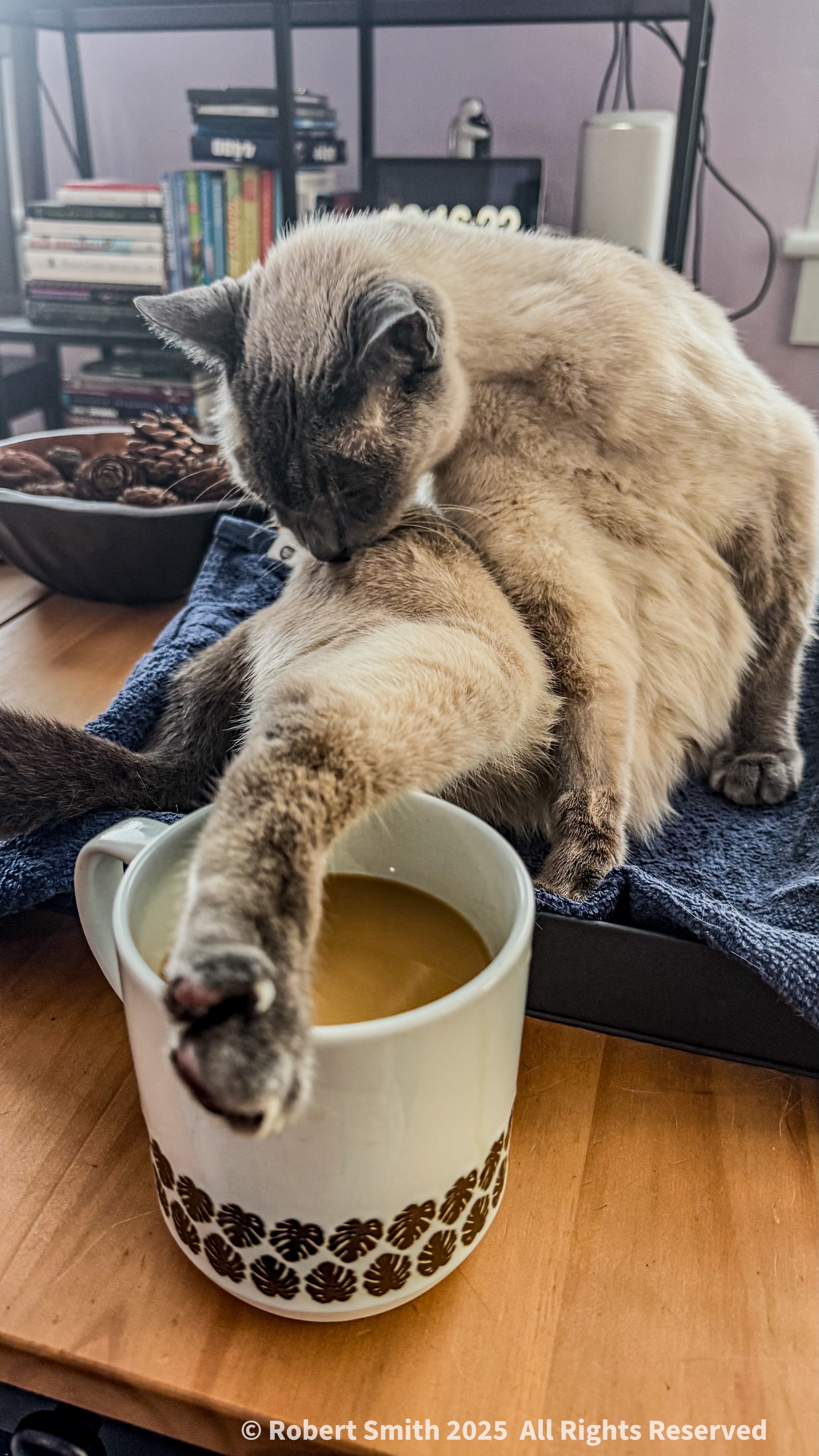 Coffee Table Cat and Coffee Cup