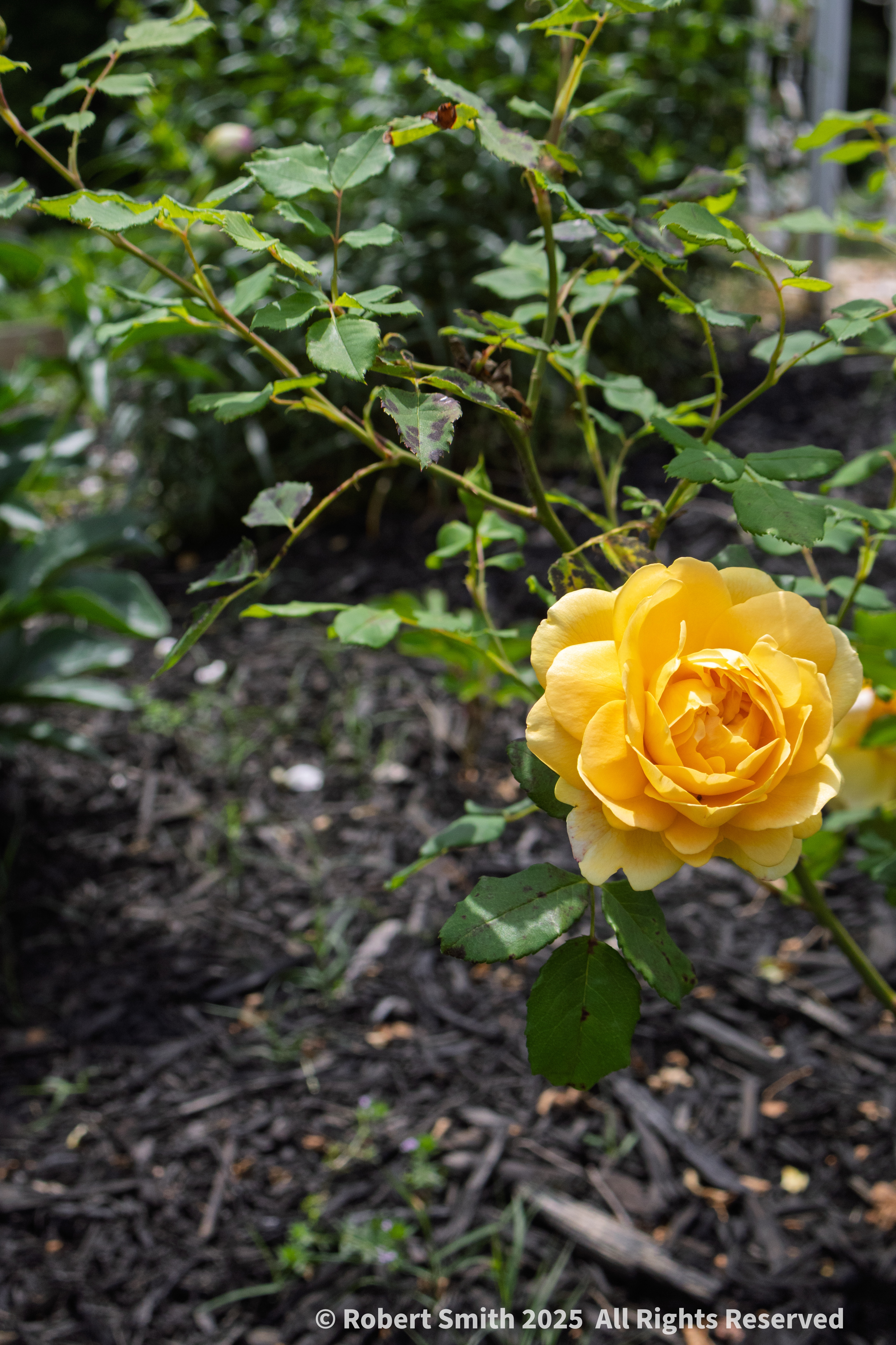 Your Flowers by Day 2026: Week 17
