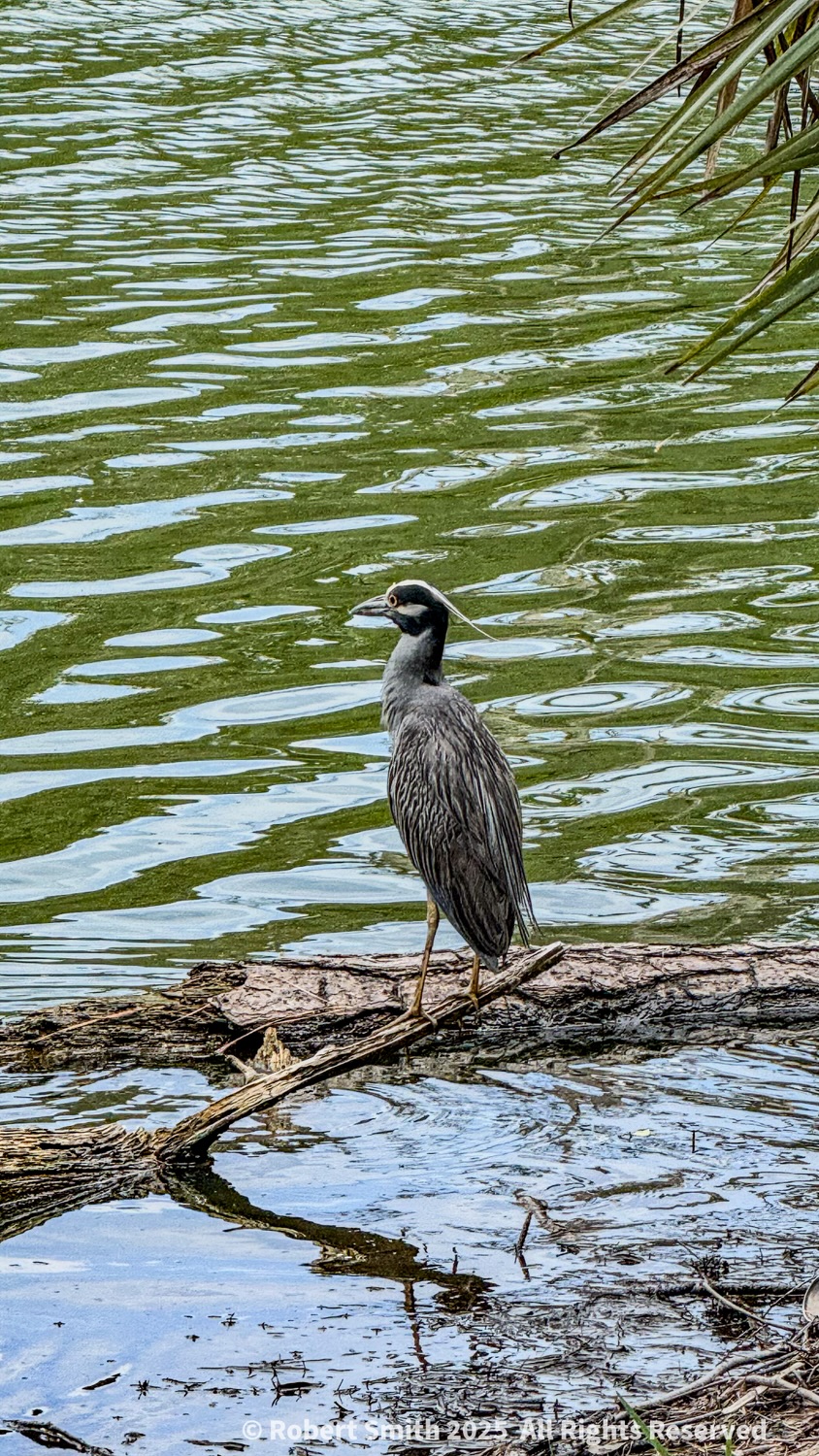 Skidaway Island Wildlife: Birds of the Air