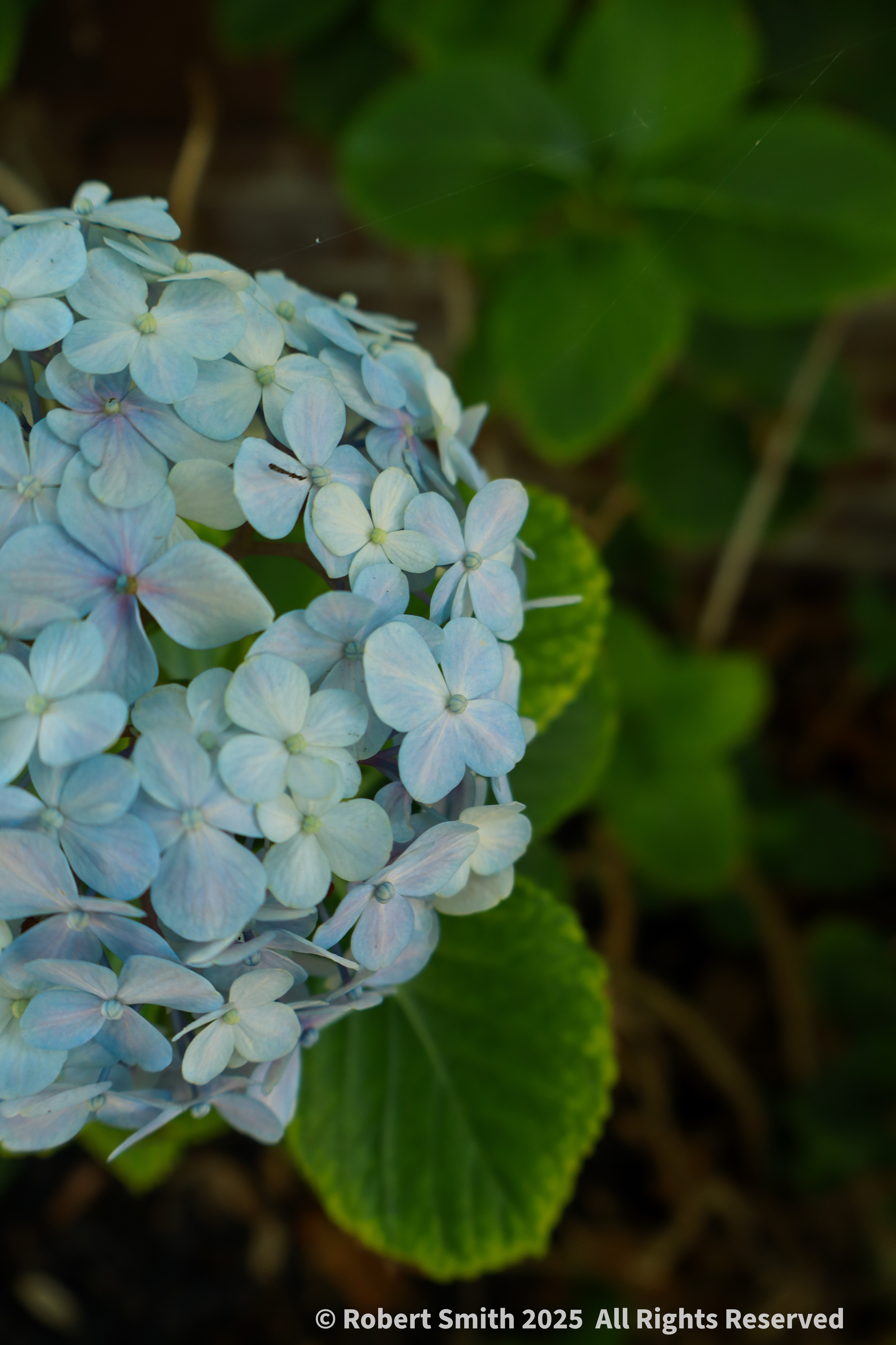 Your Flowers by Day 2026: Week 22