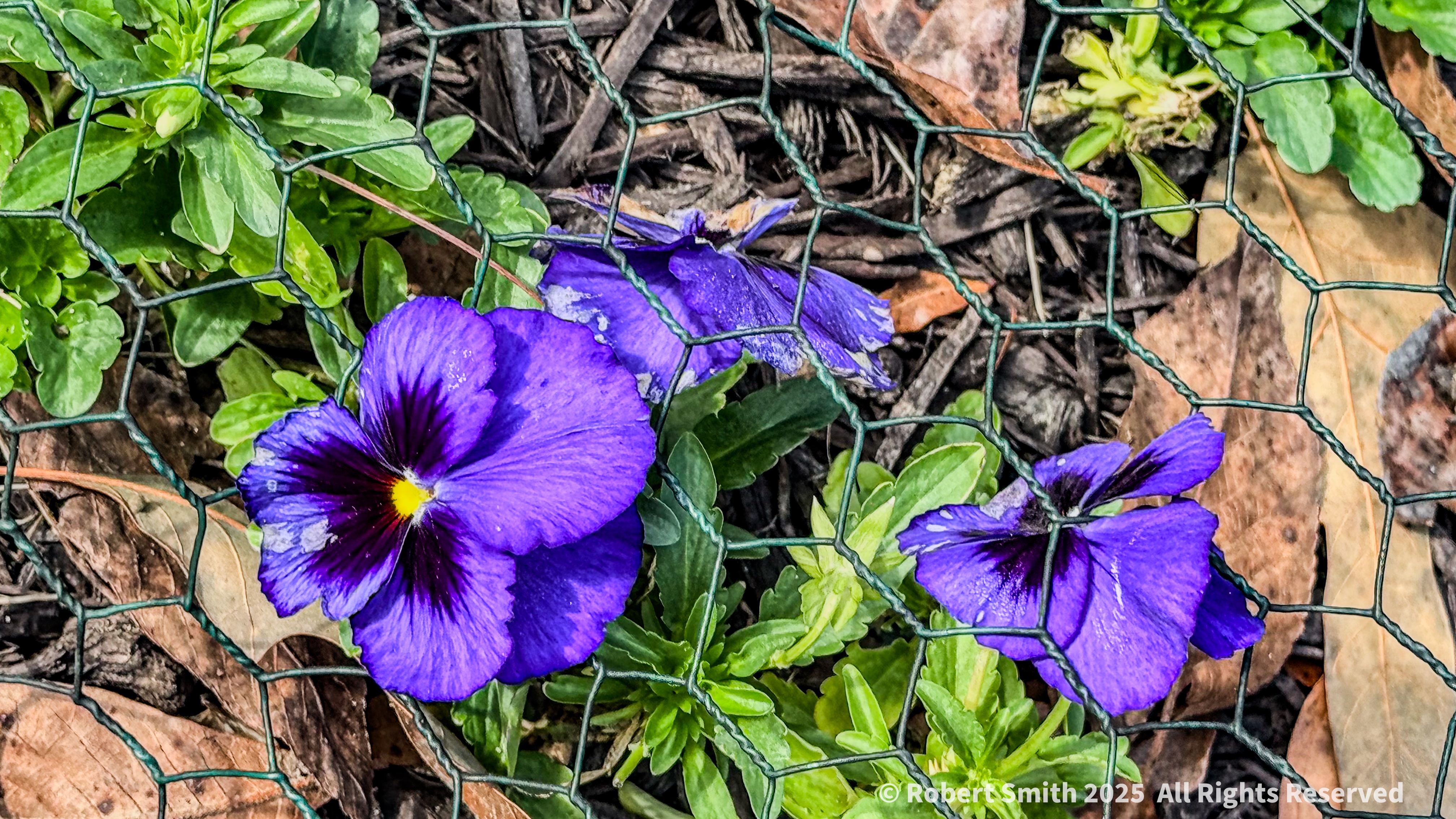 Your Flowers by Day 2026: Week 20