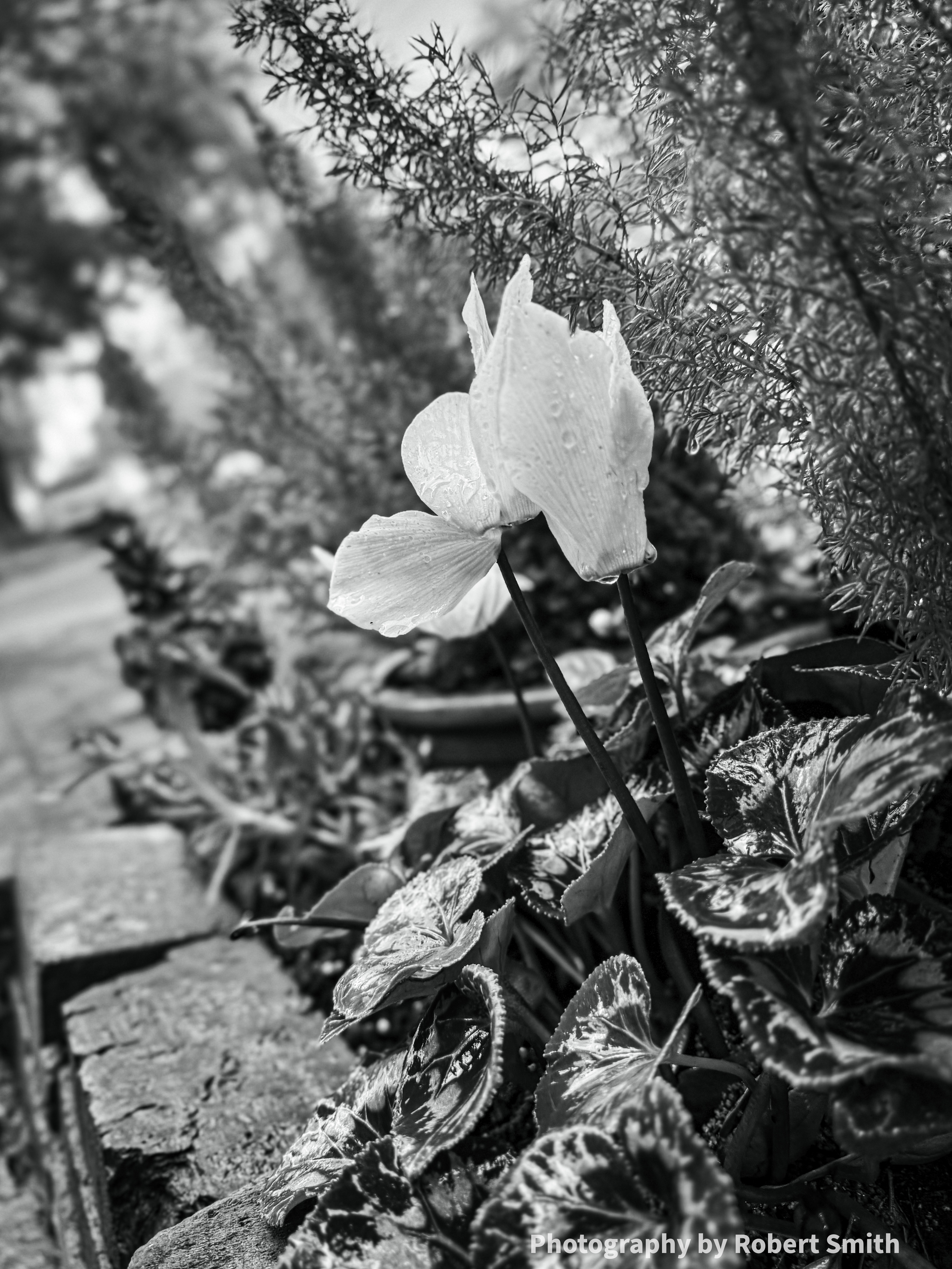 Urban garden and plants