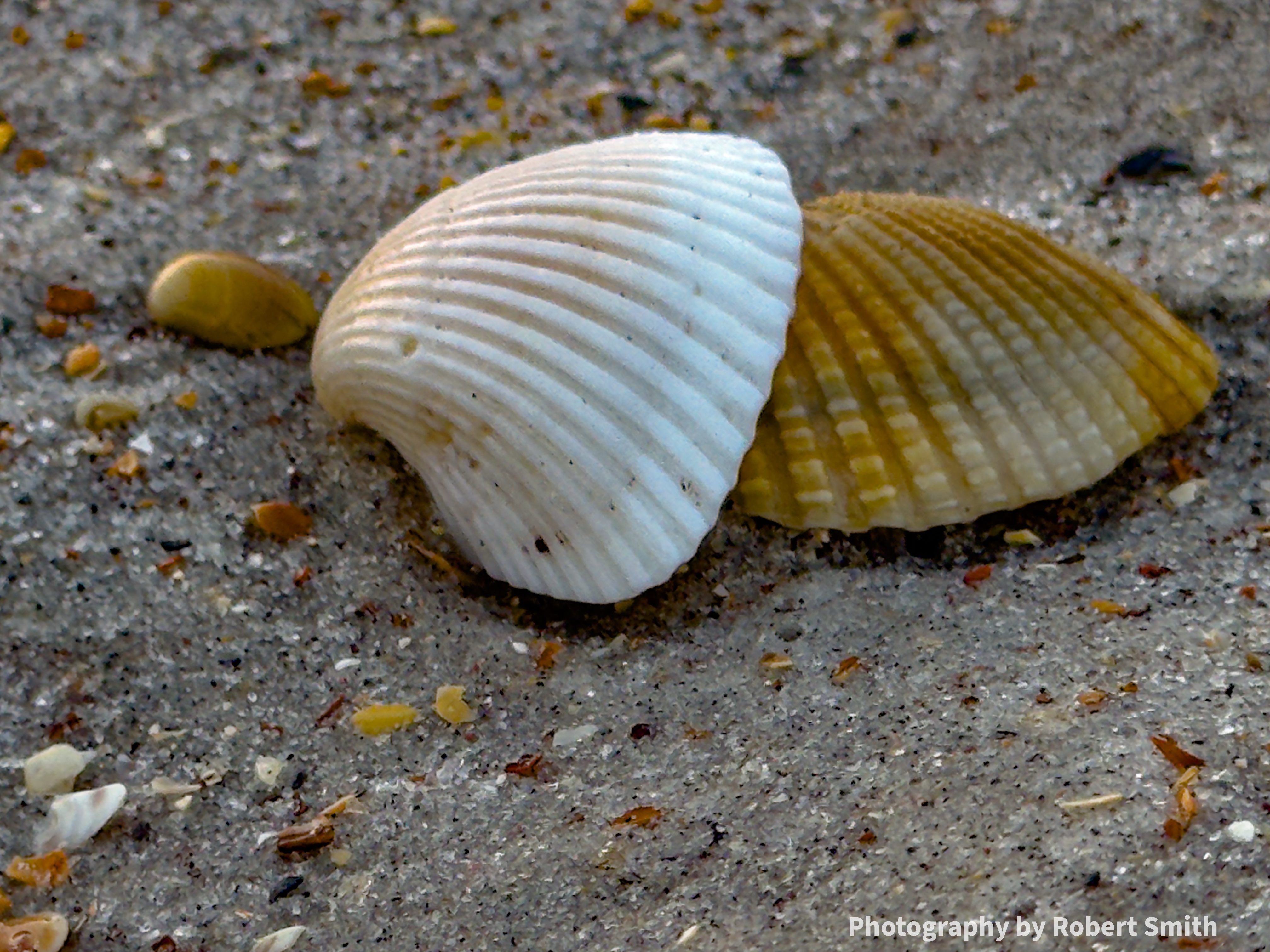 Three shells on sandy beach