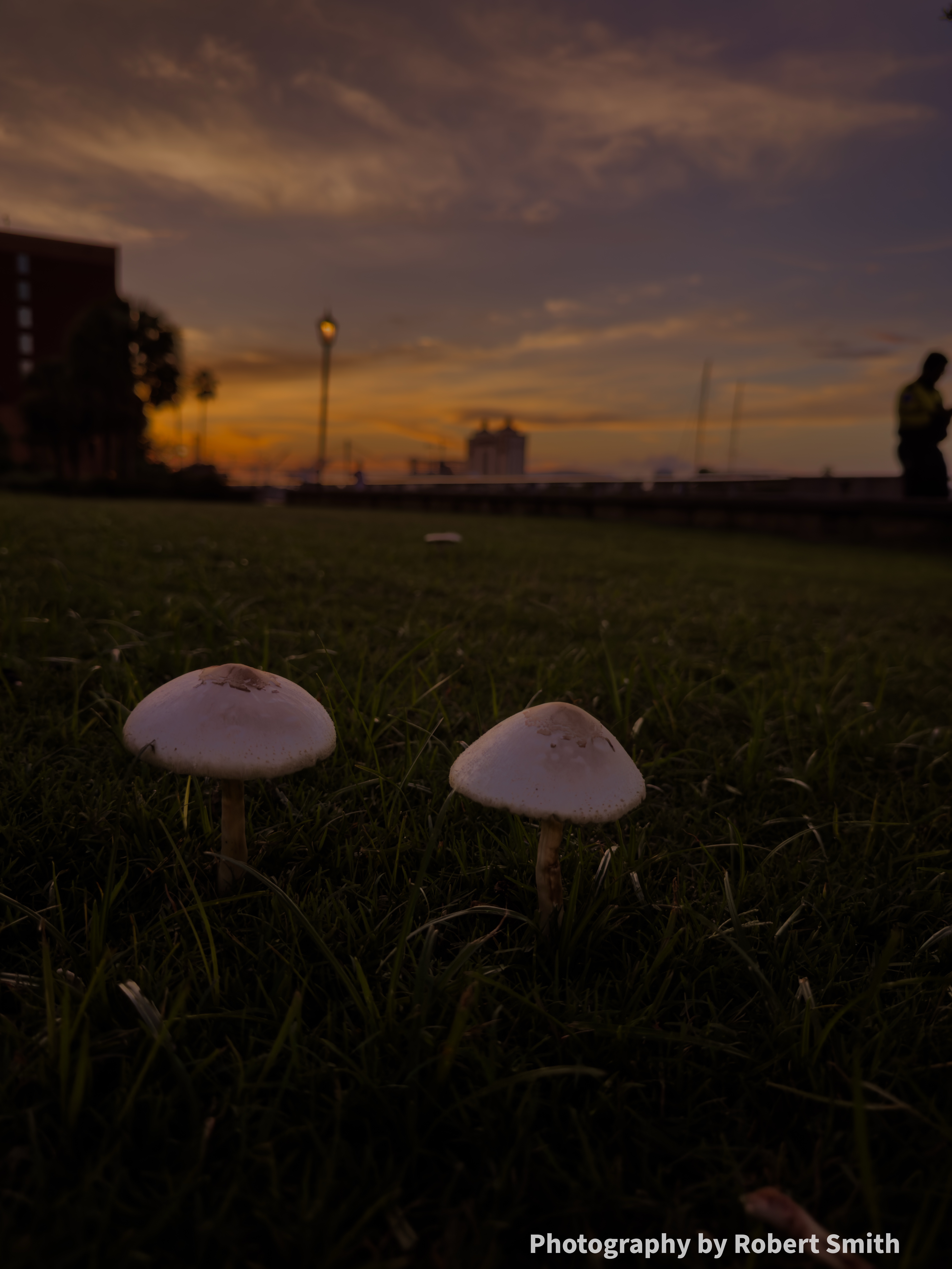 Fungi near Eastern Wharf Riverwalk