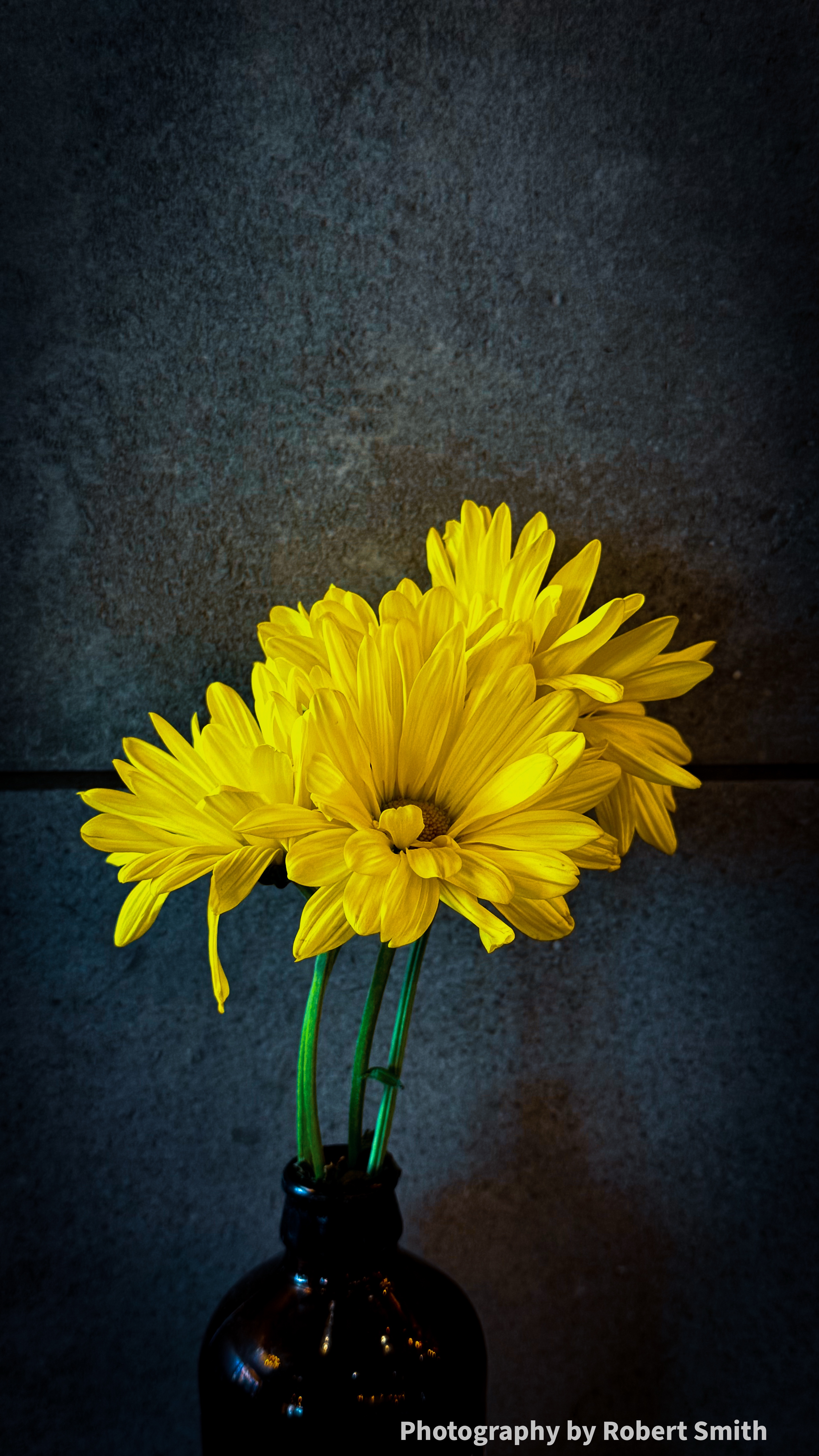 Sunny Petals, Gray Stone