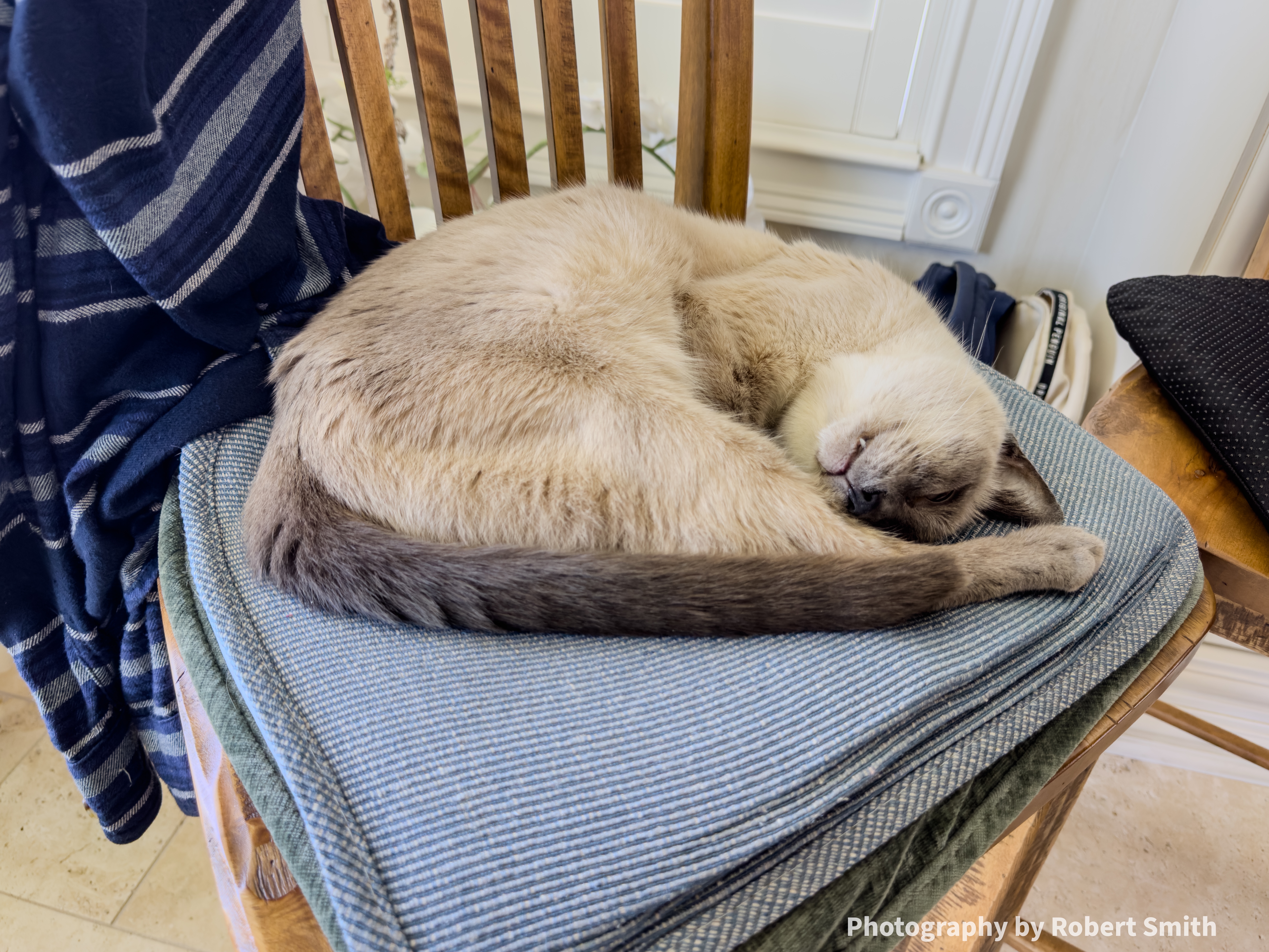 Cat on cushion, no work getting done