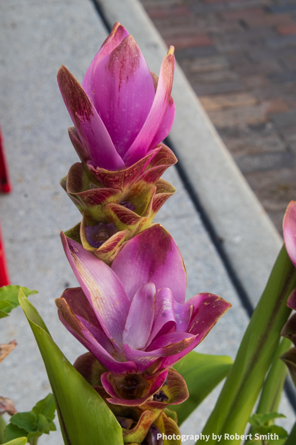 Summer has a Flower