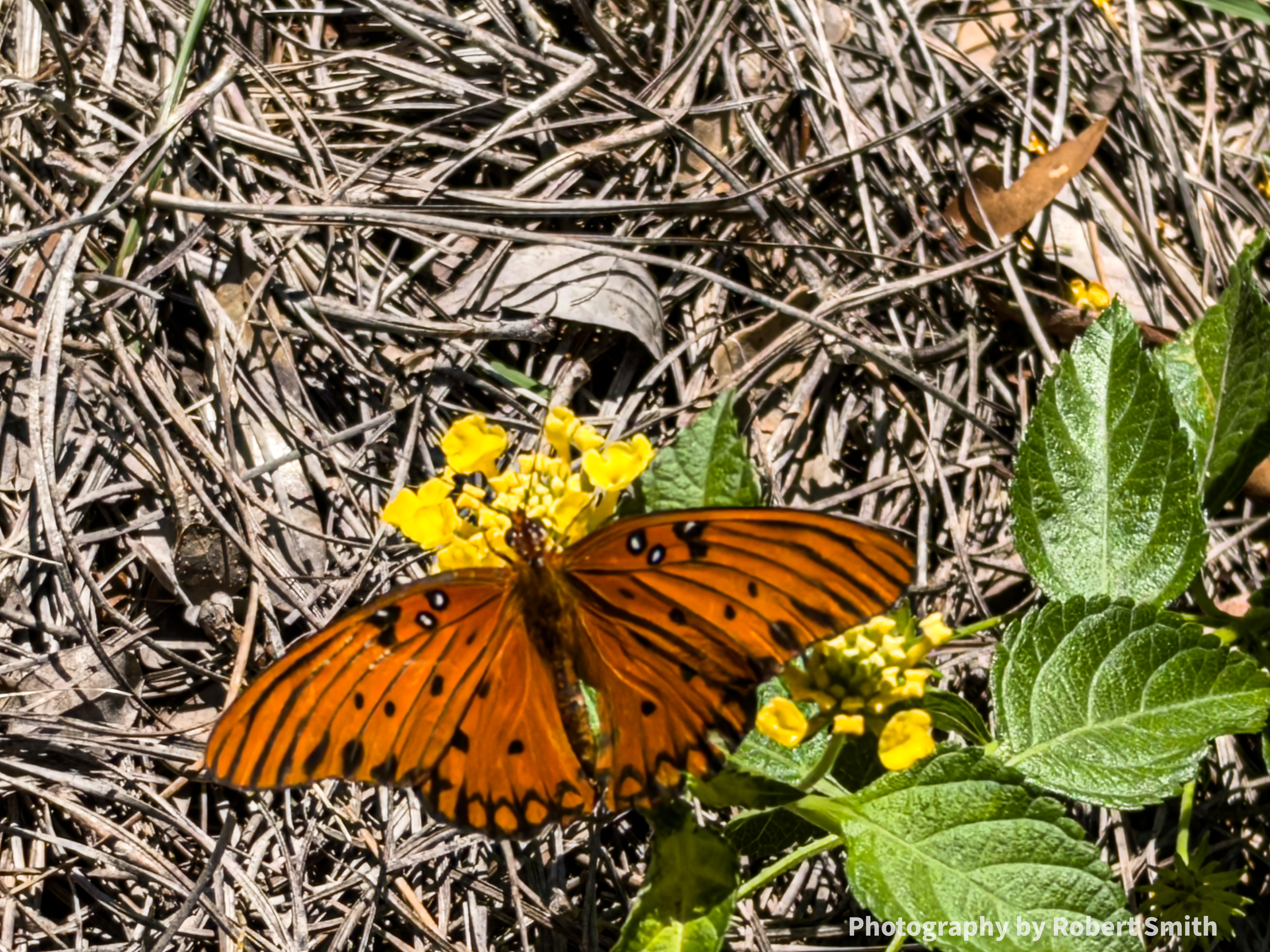Orange butterfly with black wing markings, viewed from above between clusters of yellow flowers, with broad green leaves to the right.