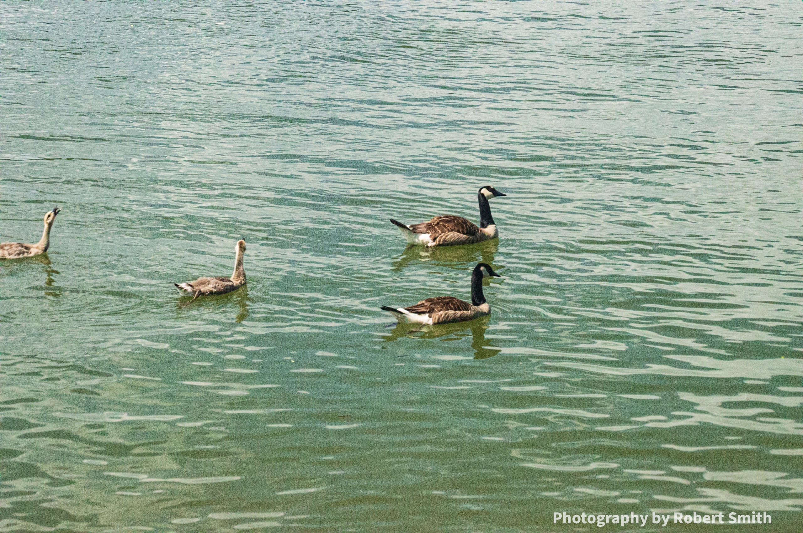 Two adult geese swimming ahead of two young fledglings spread across open water.