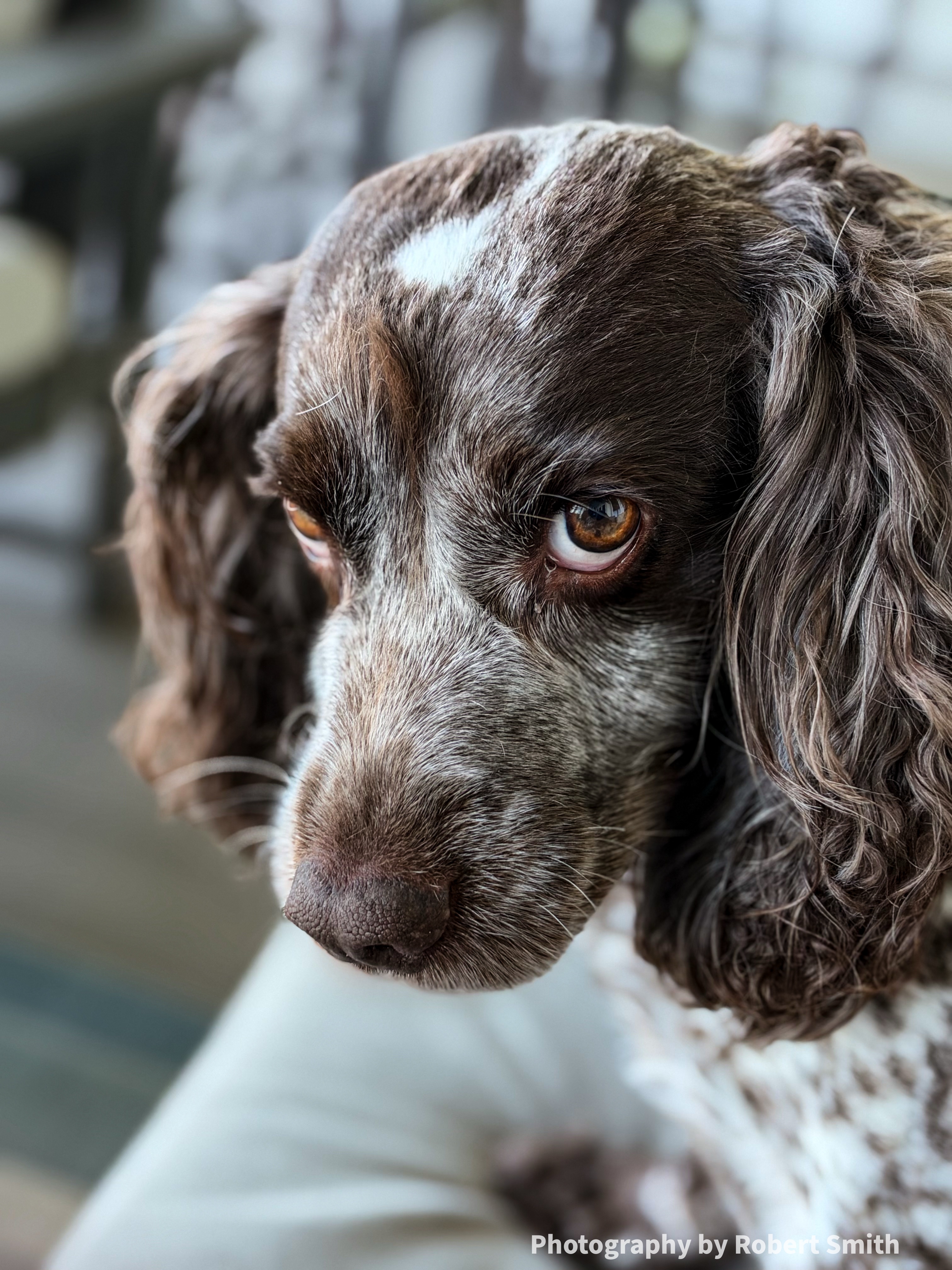 Close-up portrait of Coastal with her head lowered and brown eyes looking upward, framed by long wavy ears and white markings across her forehead and muzzle.