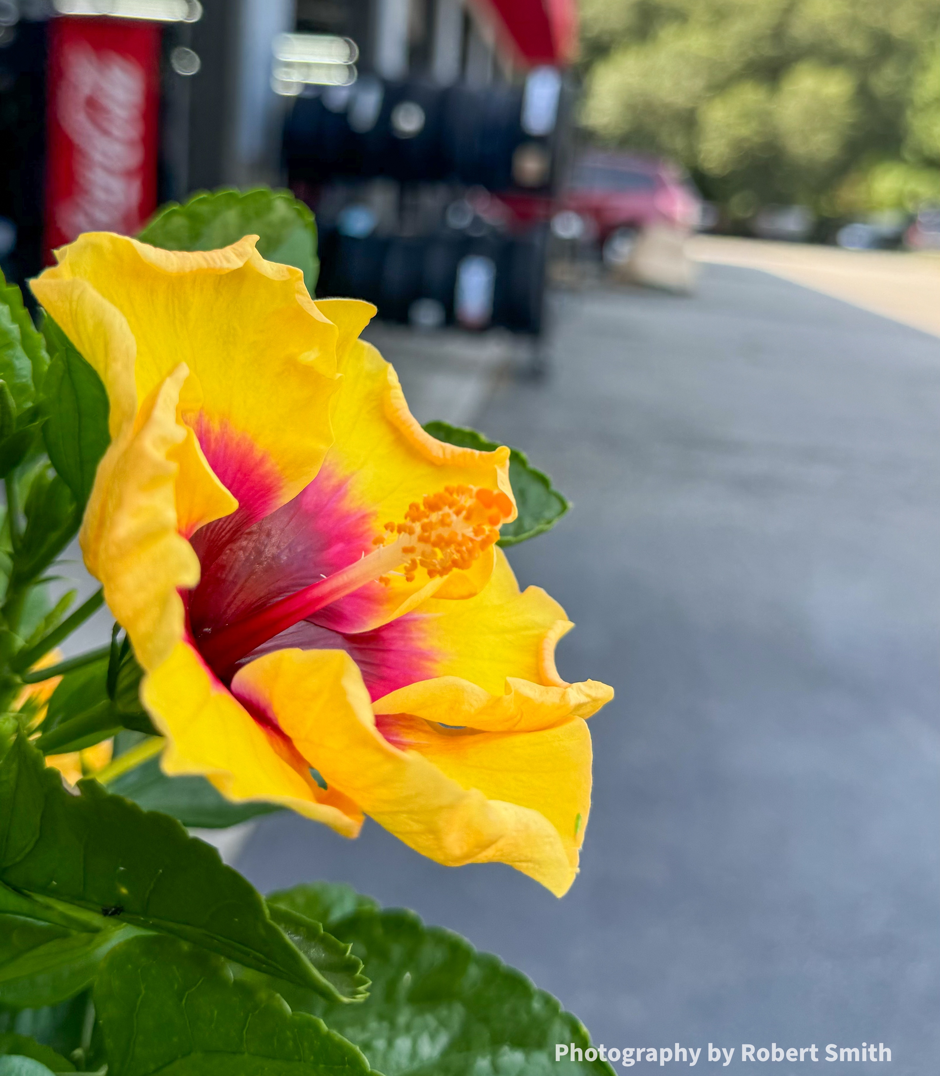 Flame in the Flower