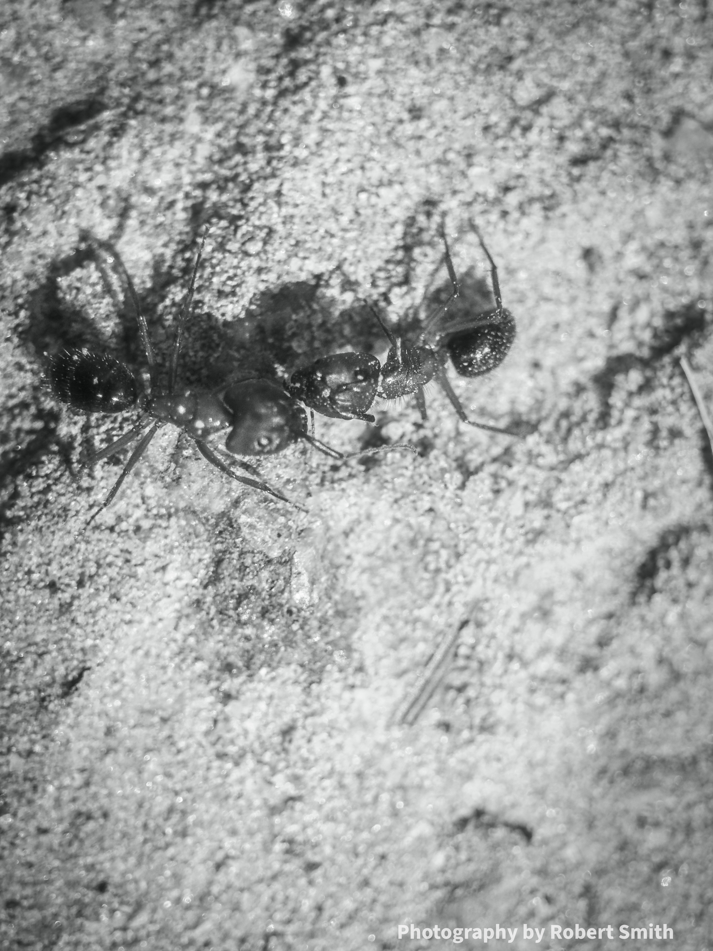 Struggle, Ants in Monochrome