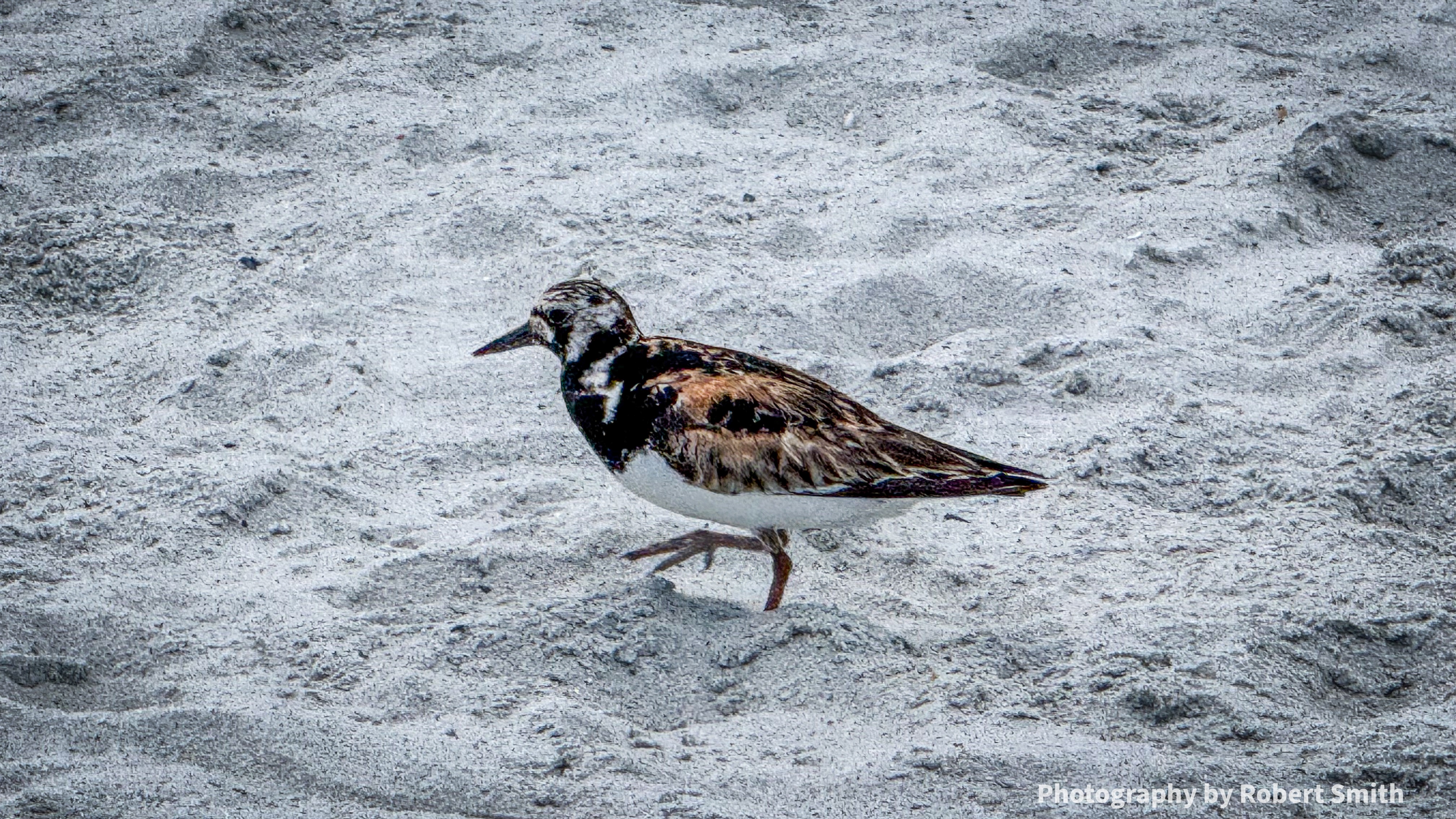 Close view of a Ruddy Turnstone on sand showing chestnut-brown, black, and white breeding plumage.
