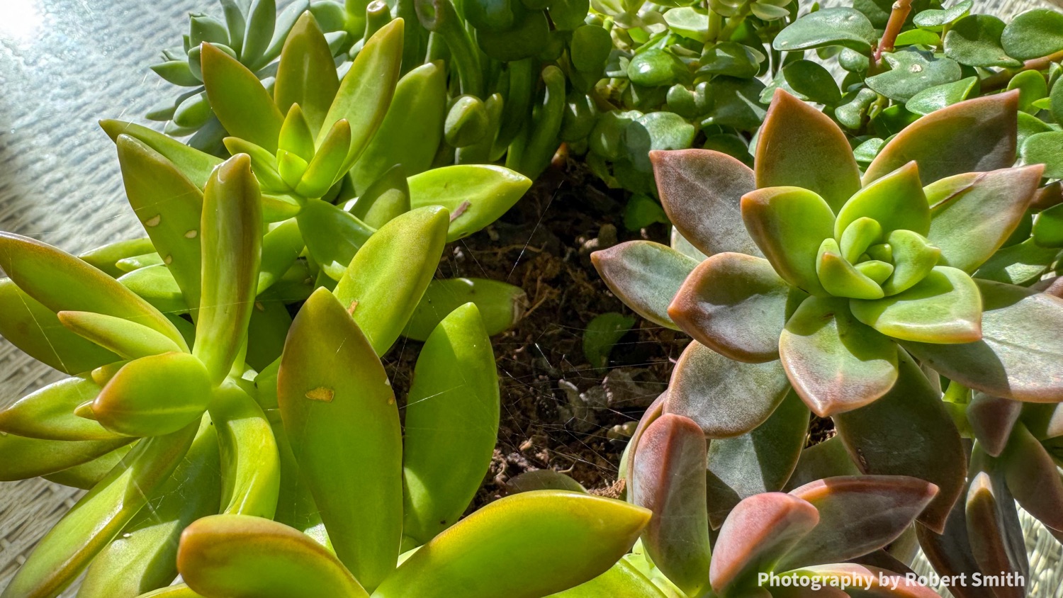 Close-up of several green and reddish succulents growing together in a tabletop planter in bright sunlight.