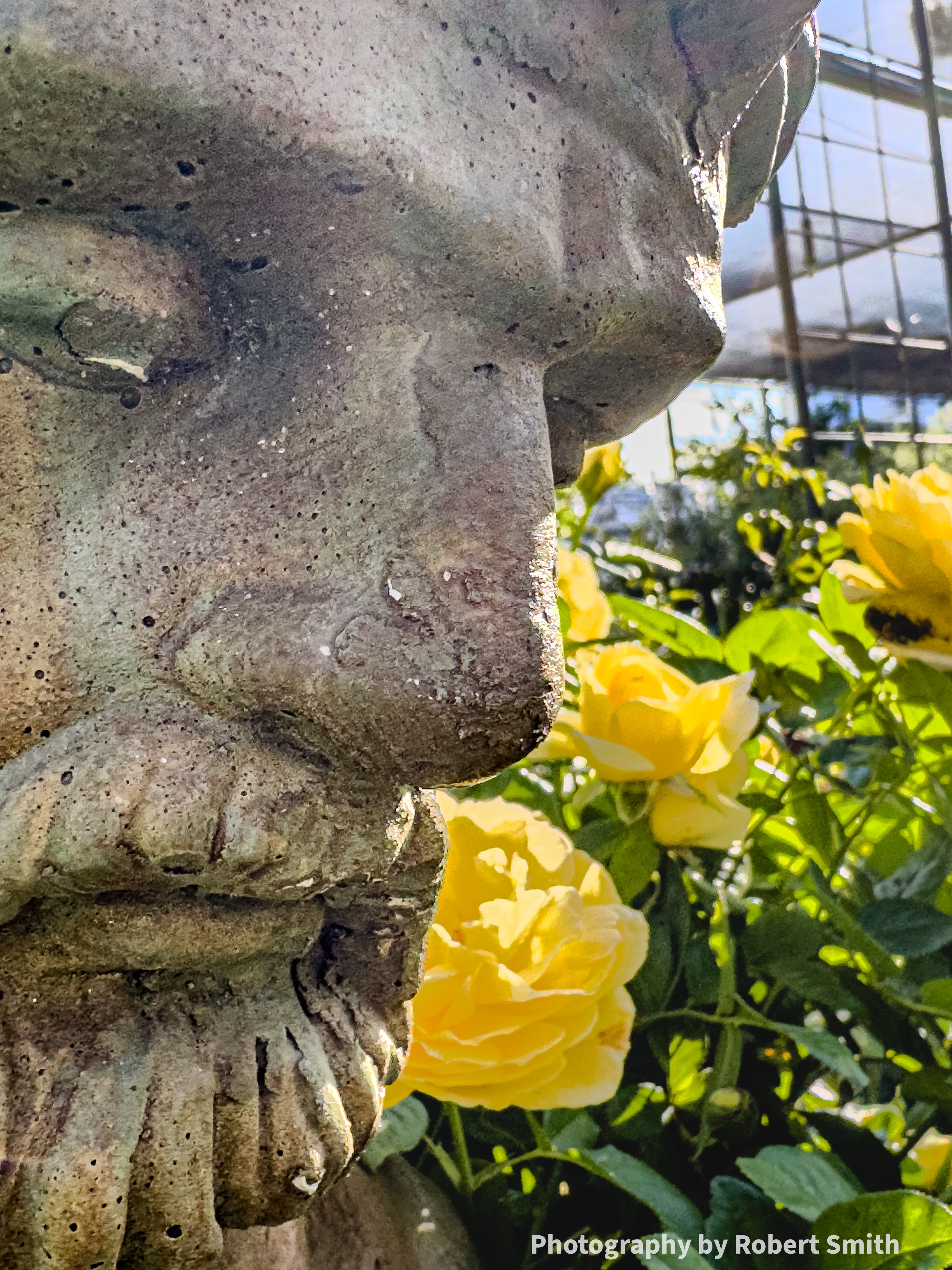 Close-up of a weathered stone face, with a yellow rose just below its nose and more yellow blooms to the right.