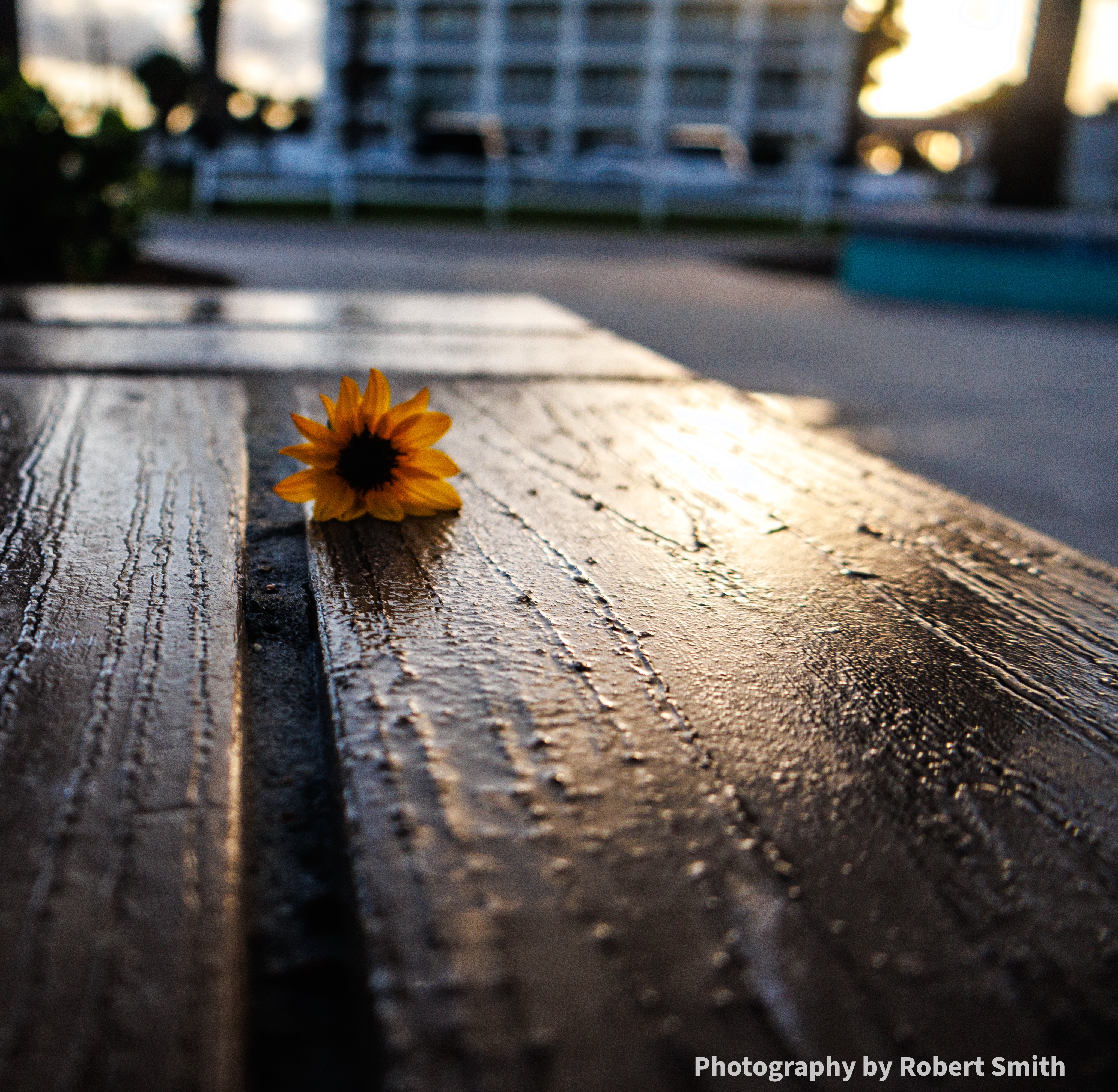 lonely-vilano-daisy-golden-hour-close.jpeg A single yellow daisy bloom rests on a wet wooden picnic table at Vilano Beachfront Park as golden-hour light reflects across the boards.