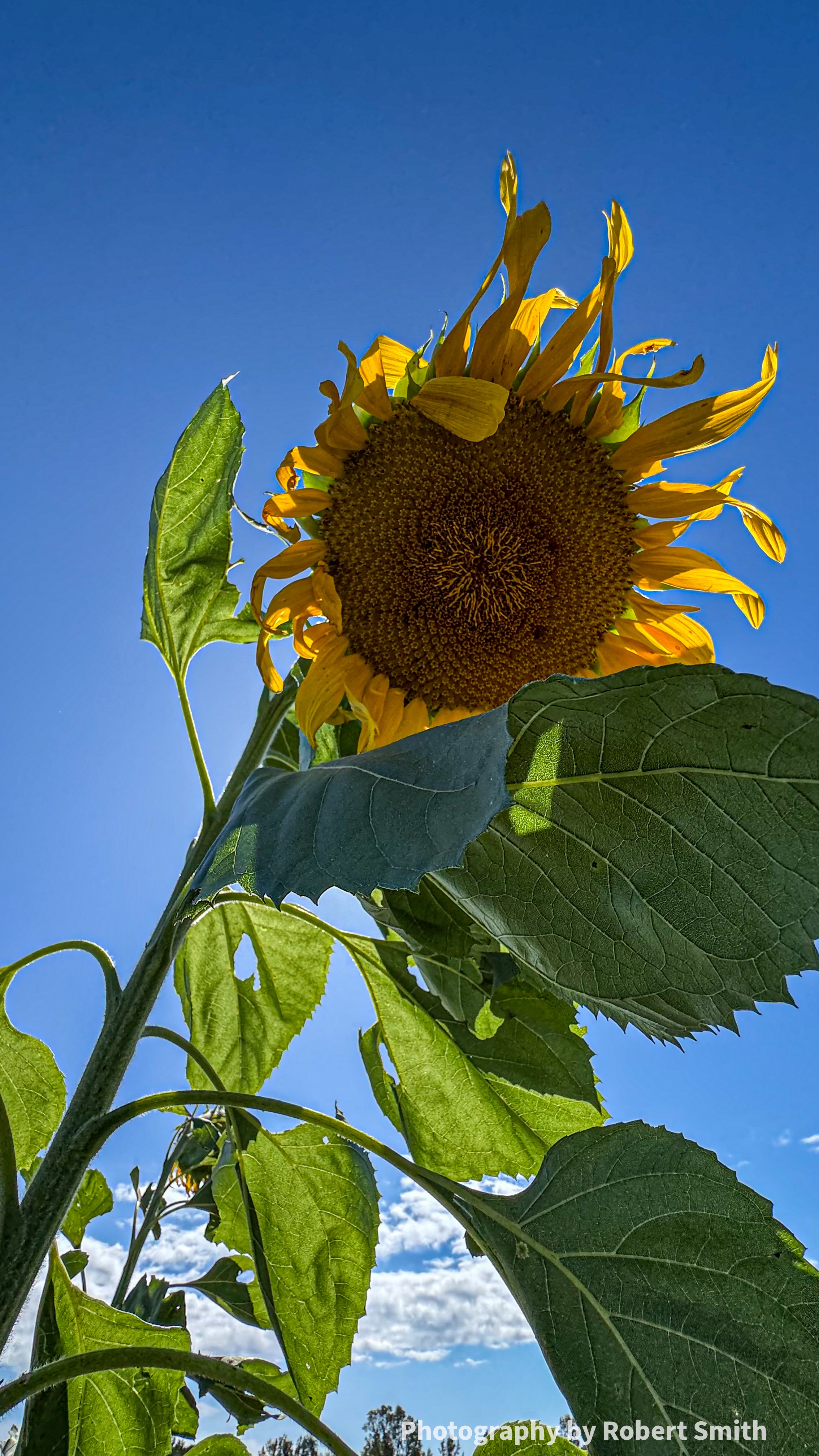 Low-angle view beneath a tall sunflower with broad green leaves against a vivid blue sky.
