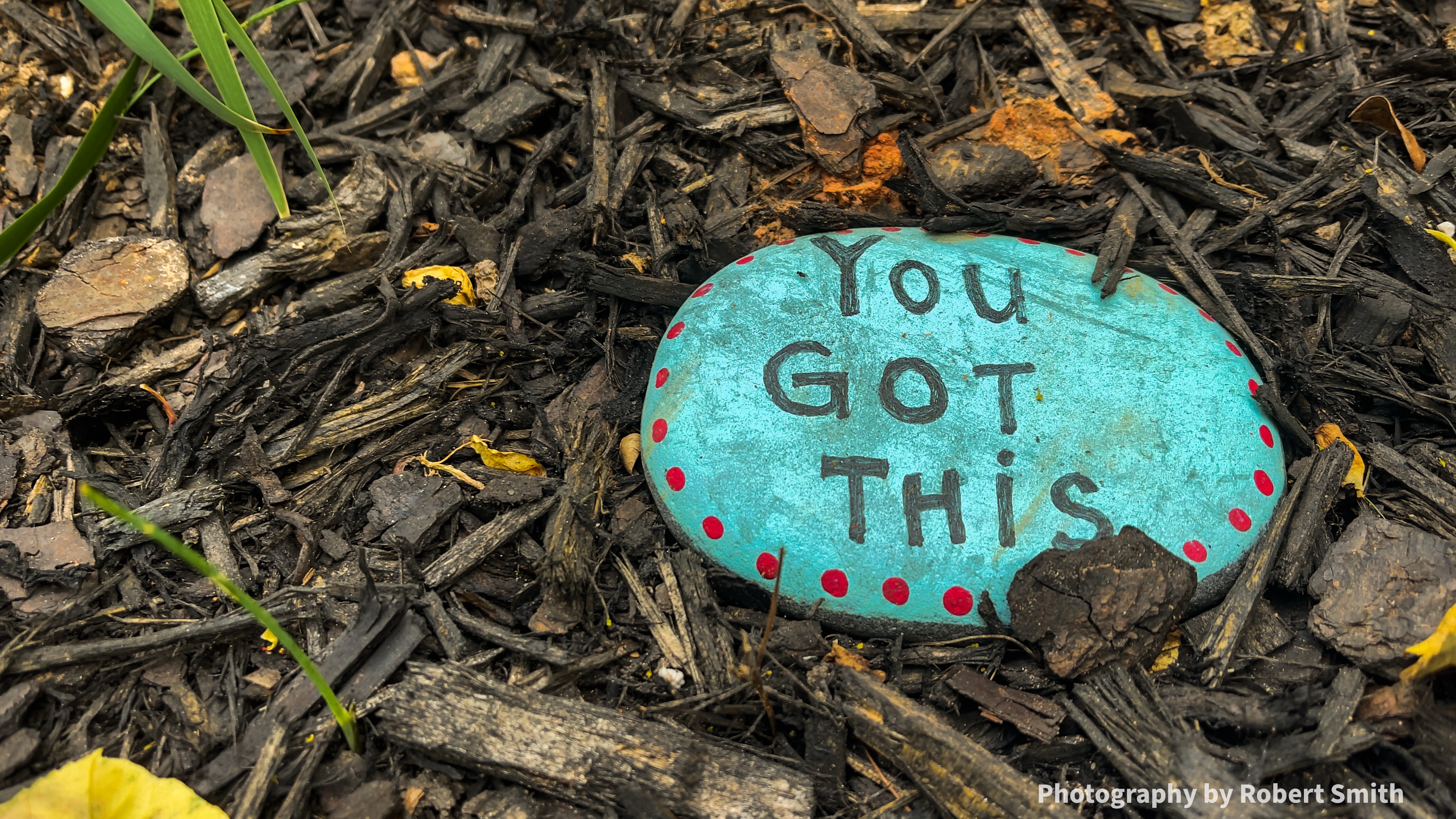 Close-up of a turquoise painted stone with red dots and the words “You Got This,” resting among dark mulch and scattered yellow leaves.