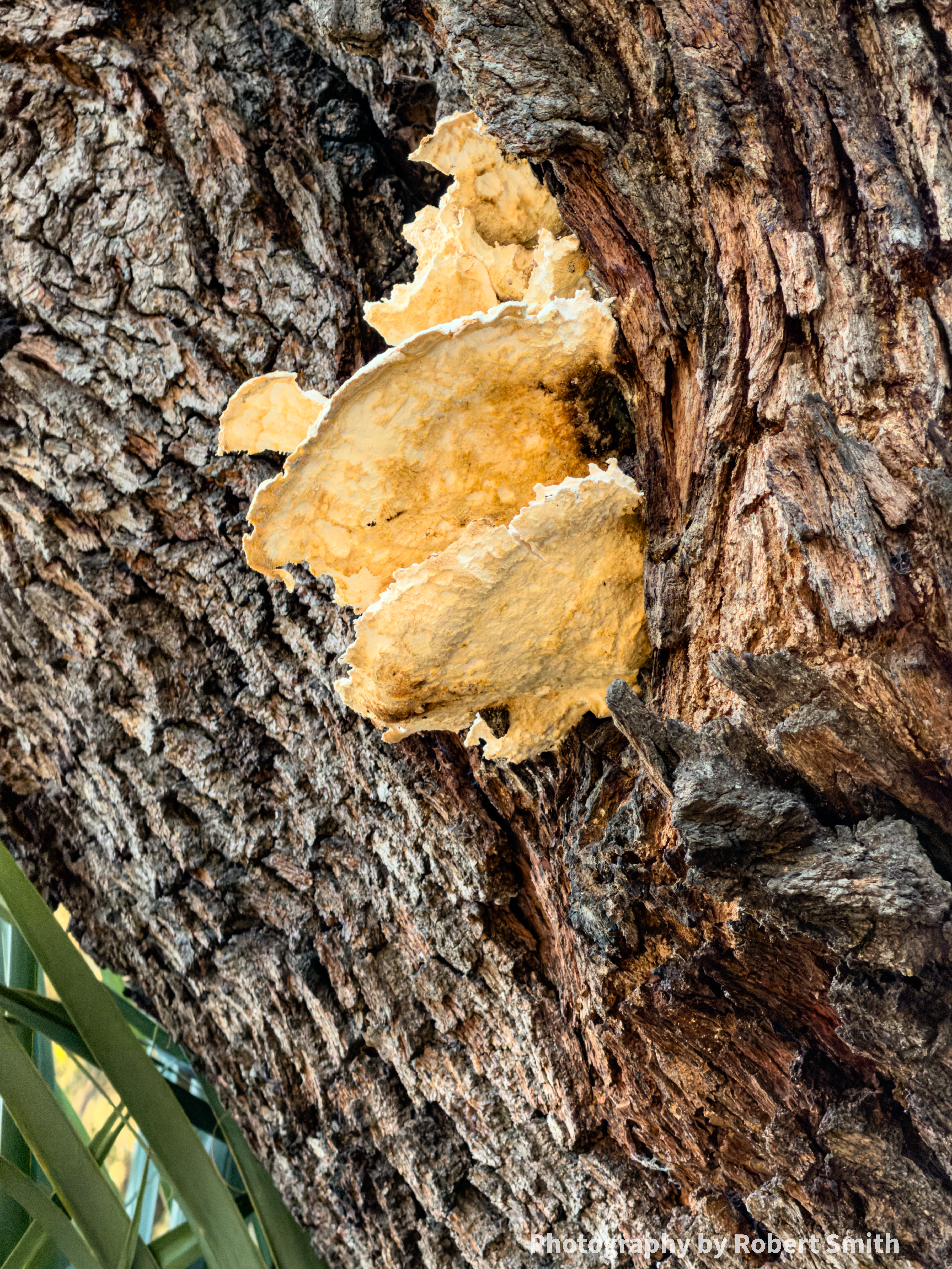 Fungi on Skidaway Island