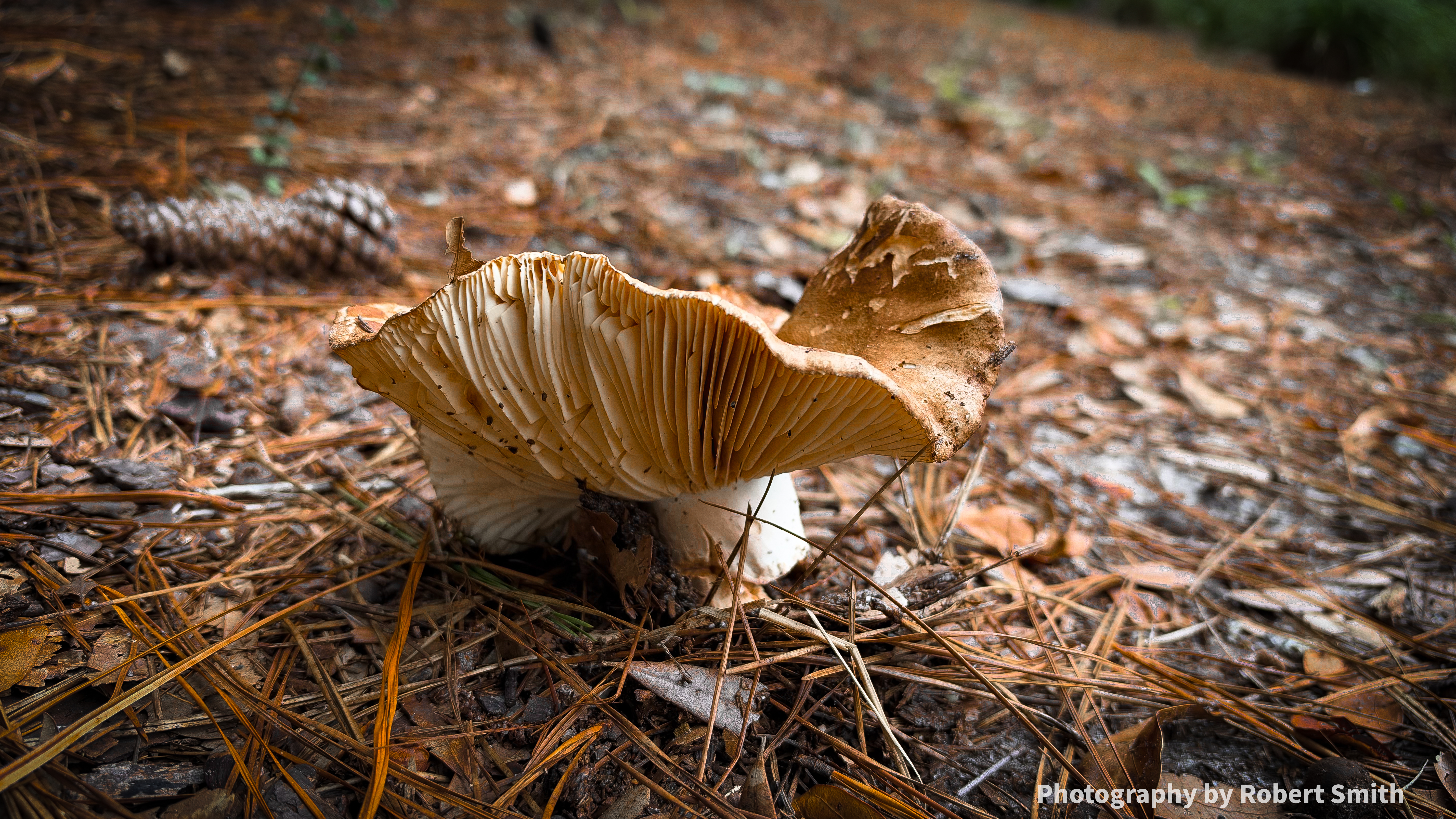 Close view beneath a mushroom’s curled brown cap, showing cream-colored gills and a stout white stem among pine needles, with a pinecone behind it.