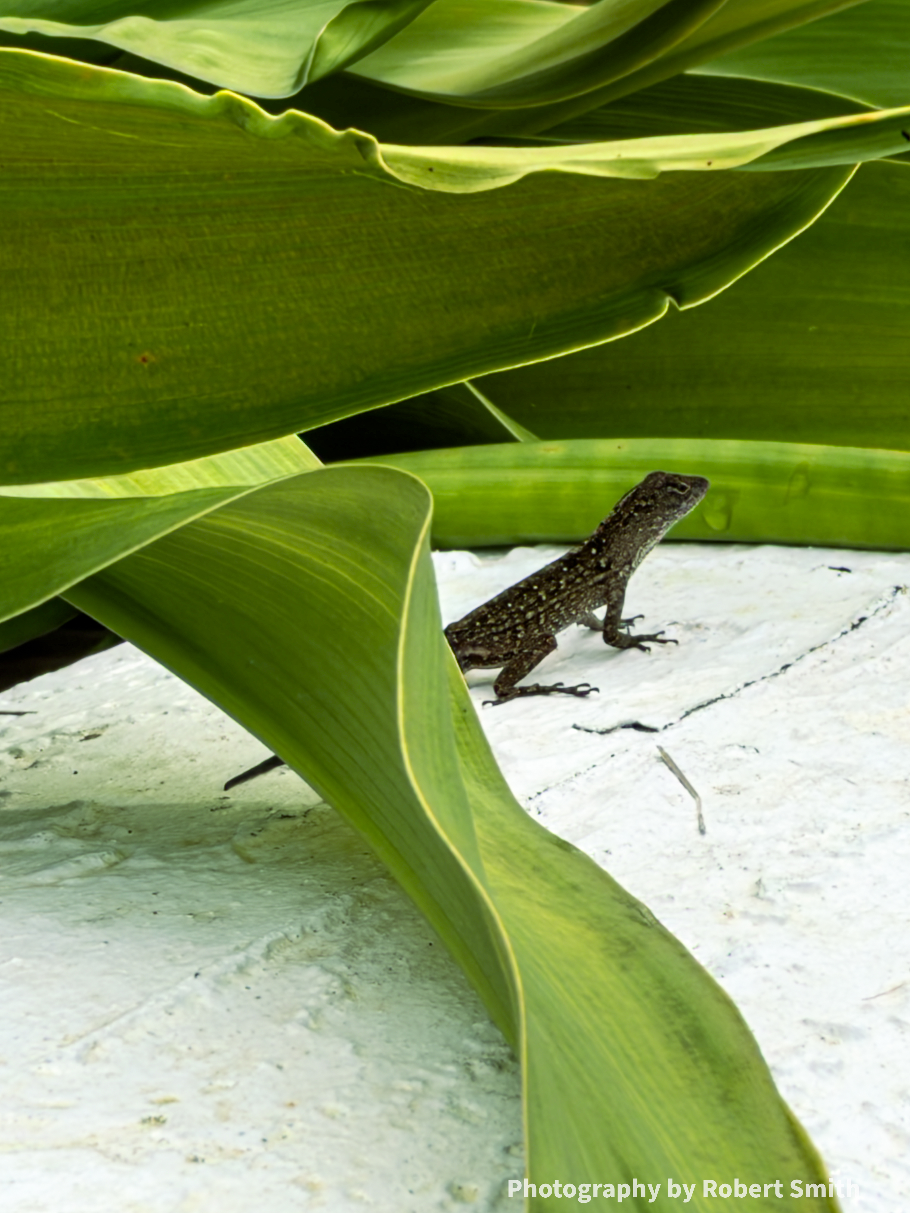 Portrait view of a brown anole on a white wall beneath overlapping green leaves, with a long curling leaf sweeping through the foreground.