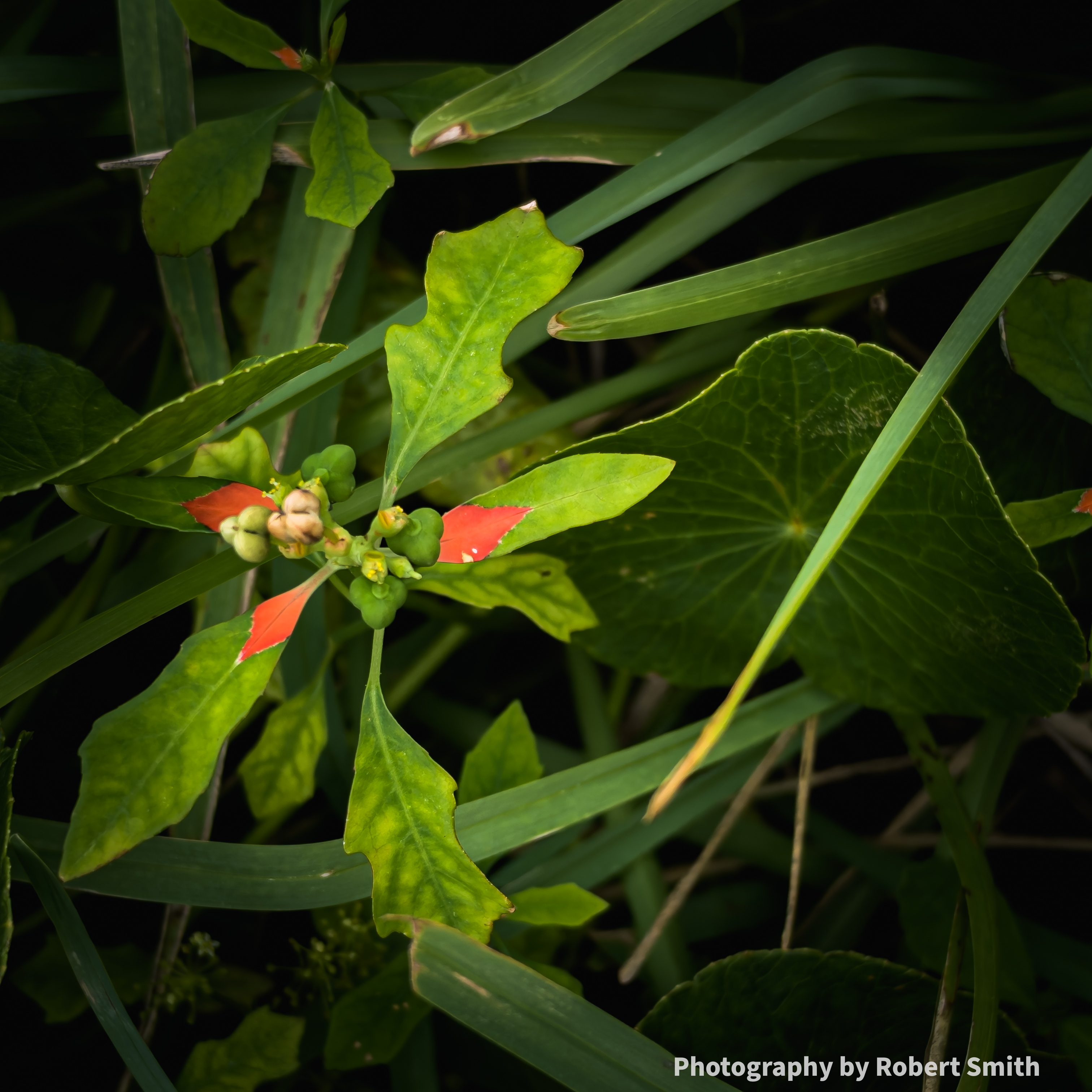 Walking with Wild Poinsettia