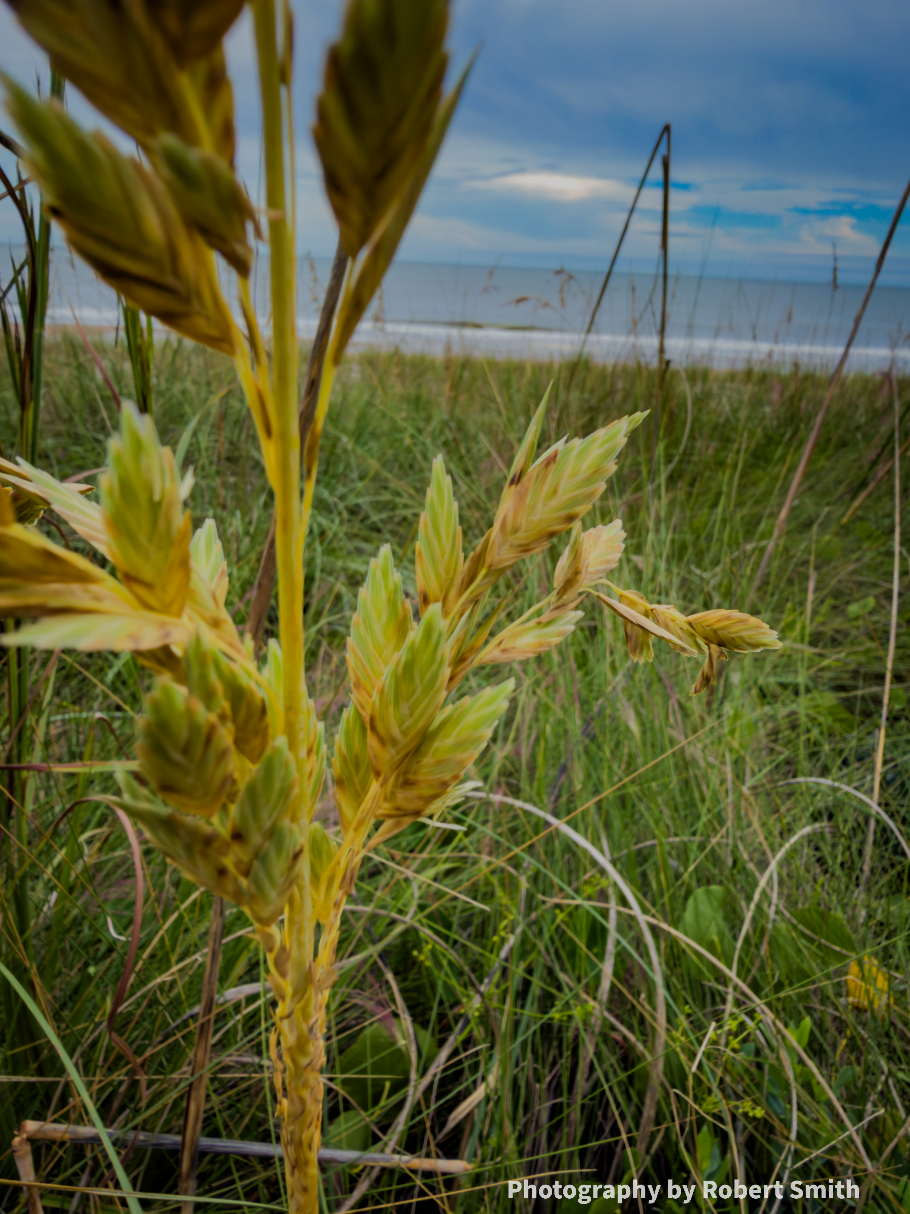 Green and golden sea oat seed heads fill the foreground, with dense dune grasses and a band of white ocean surf beneath a cloudy blue sky.
