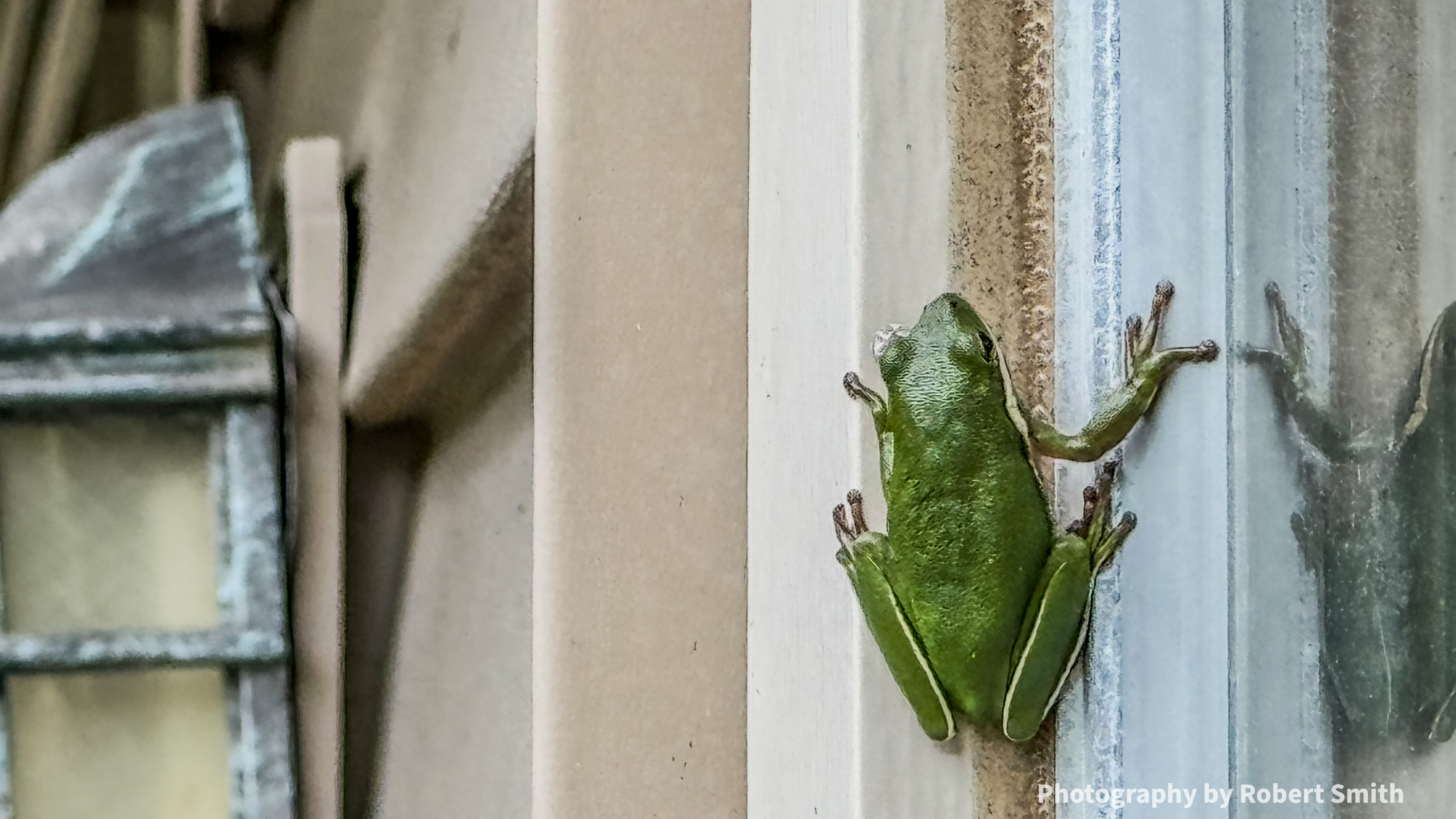 Garden Parties and Green Tree Frogs