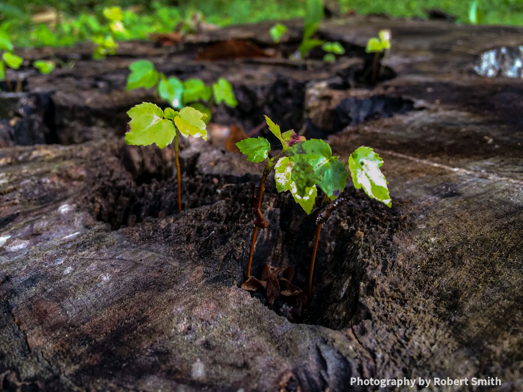 Bright green leaves on slender stems rise from deep cracks in a weathered tree stump, with blurred greenery behind.