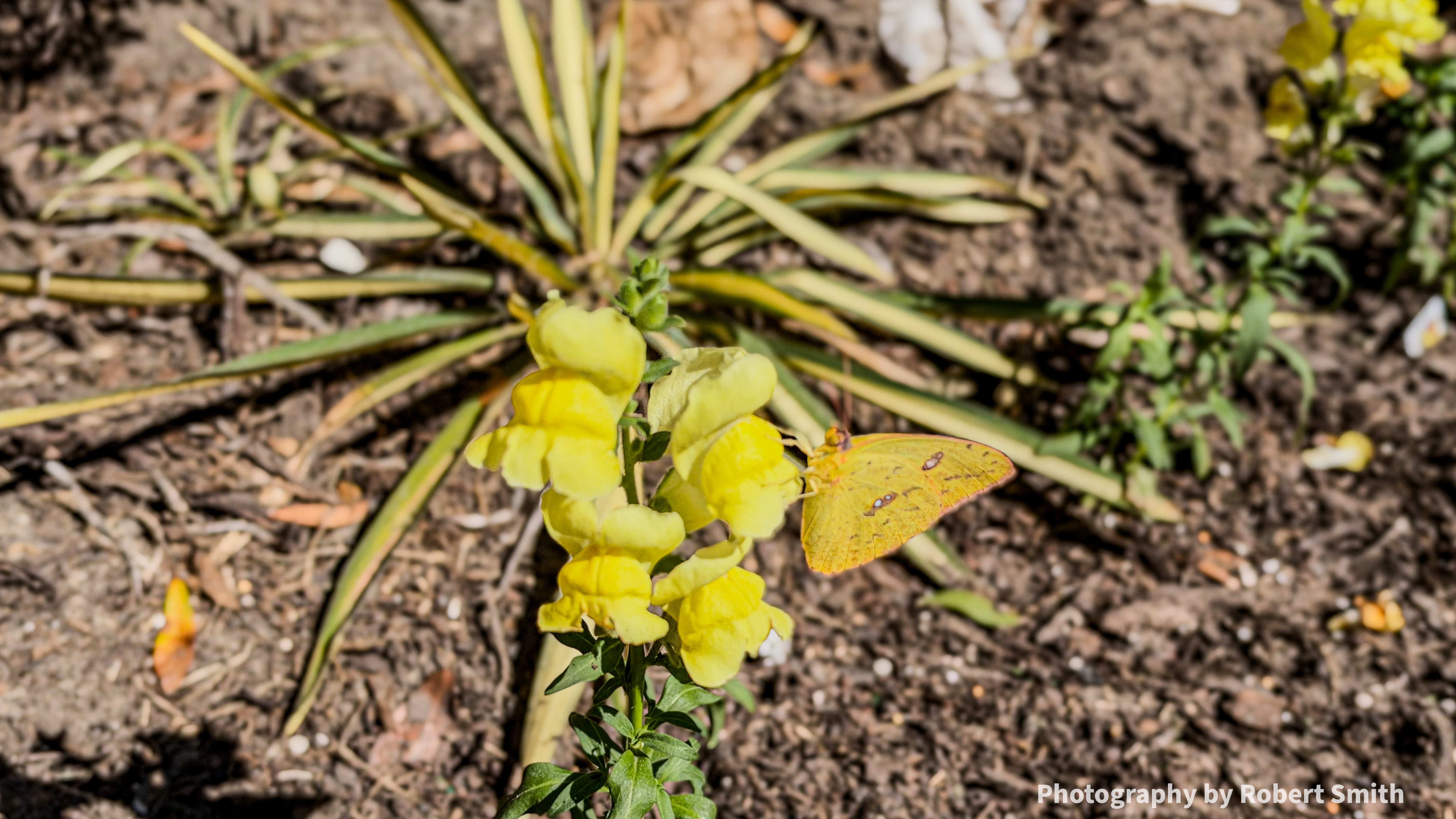 A pale yellow butterfly rests on the right side of a yellow snapdragon stalk, with long pointed leaves spreading across the soil behind it.